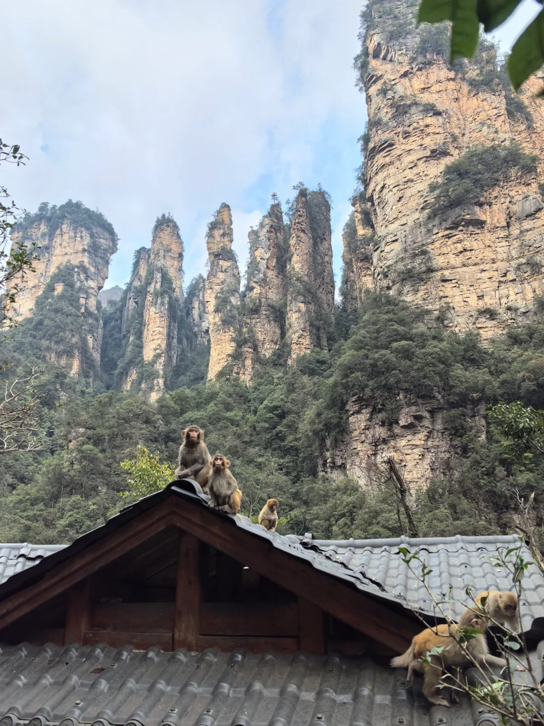 张家界的猴子们实太可爱了