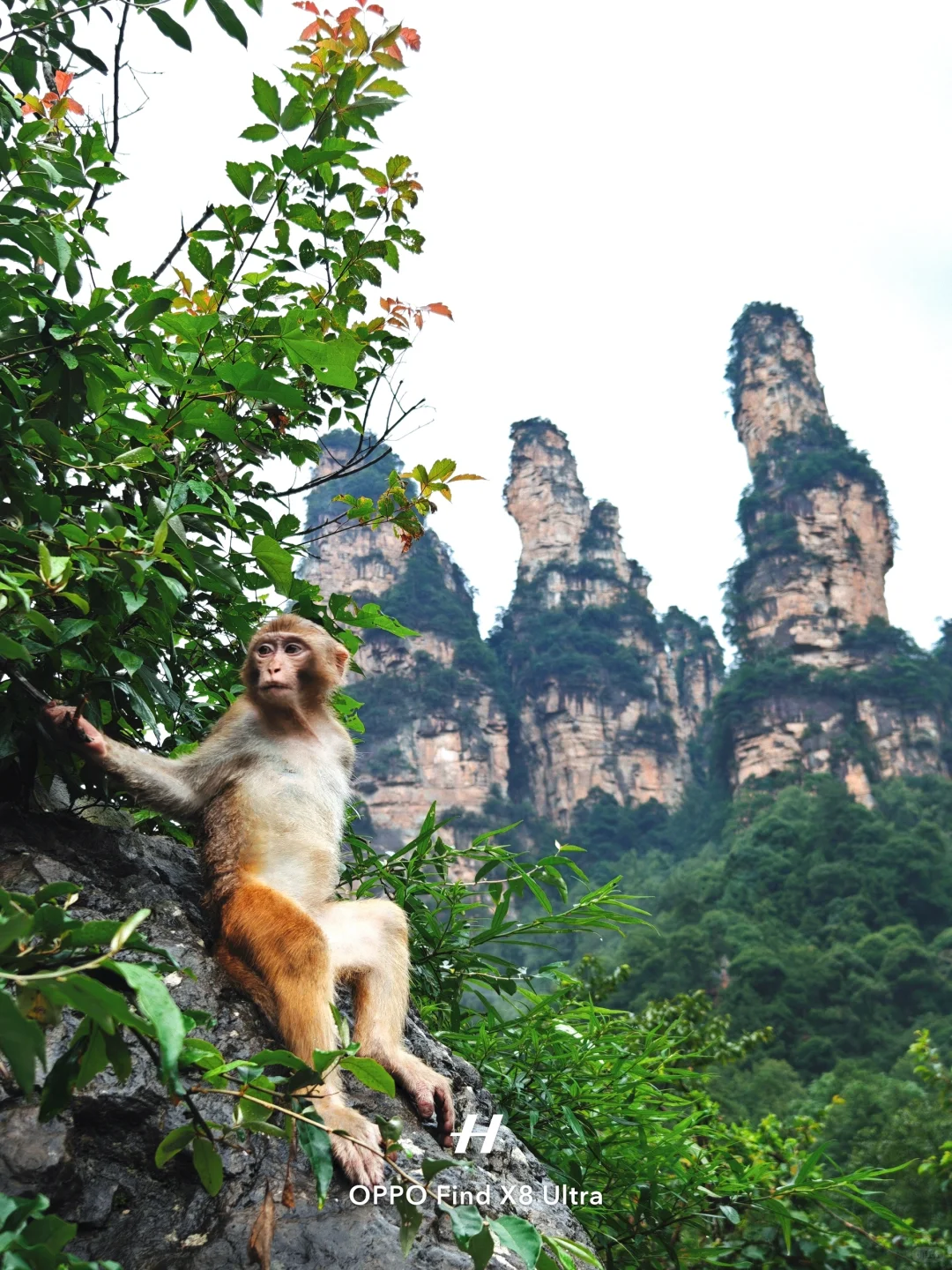 去了张家界，才知道水墨画还是太保守了……
