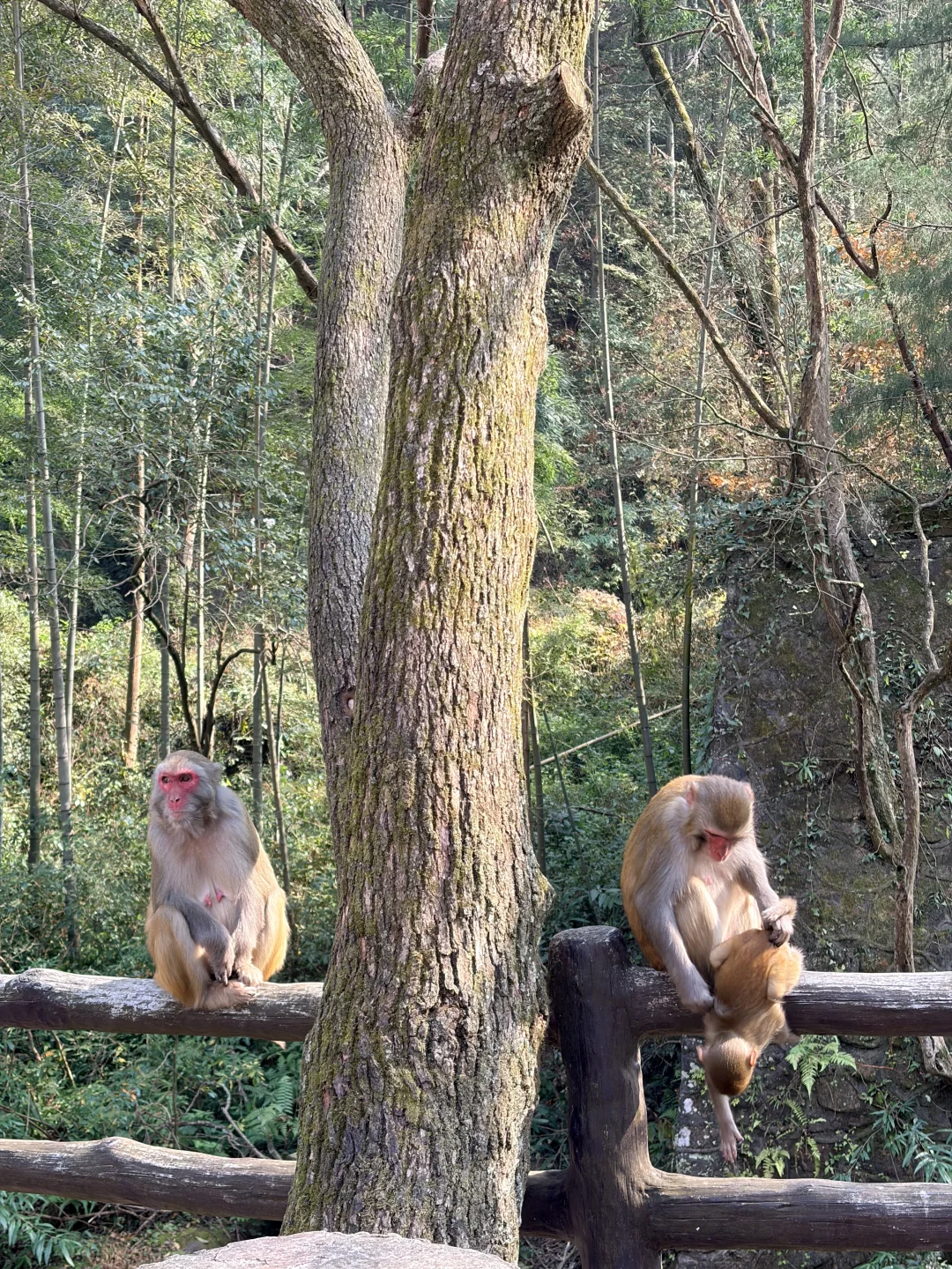 张家界国家森林公园之金鞭溪+黄石寨