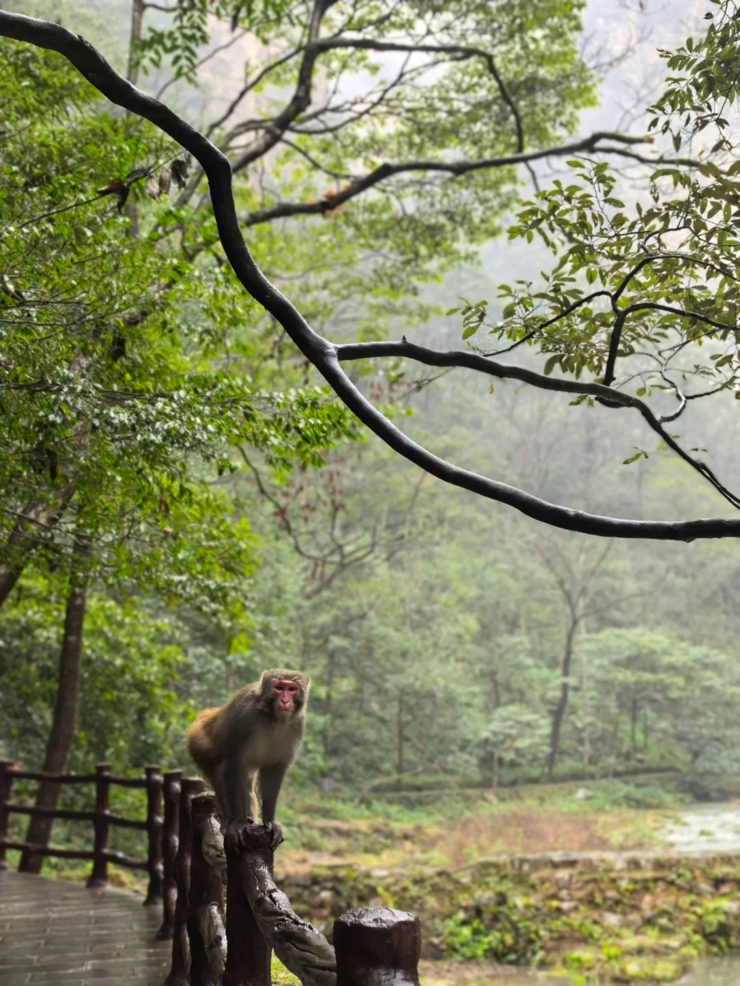 张家界的猴子们实太可爱了