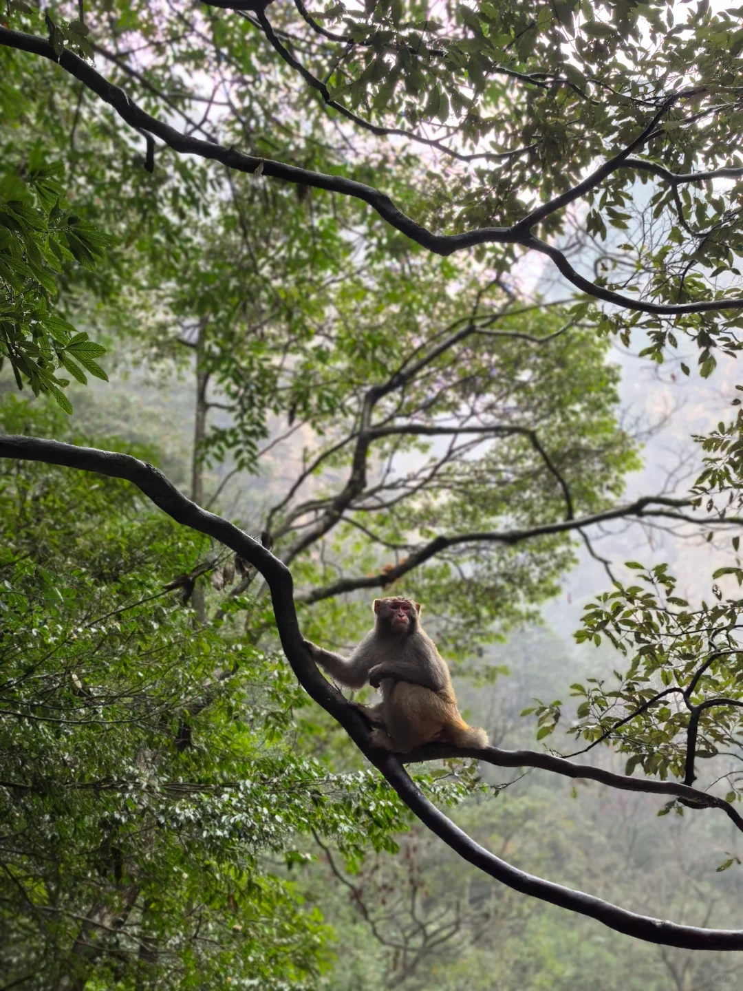 张家界的猴子们实太可爱了