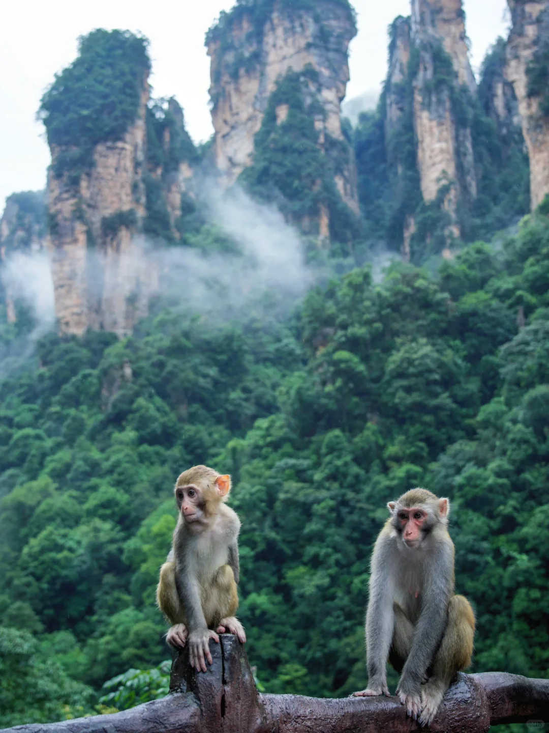 张家界刚回，美疯了！！难怪韩国人超爱🙌🏻‼️