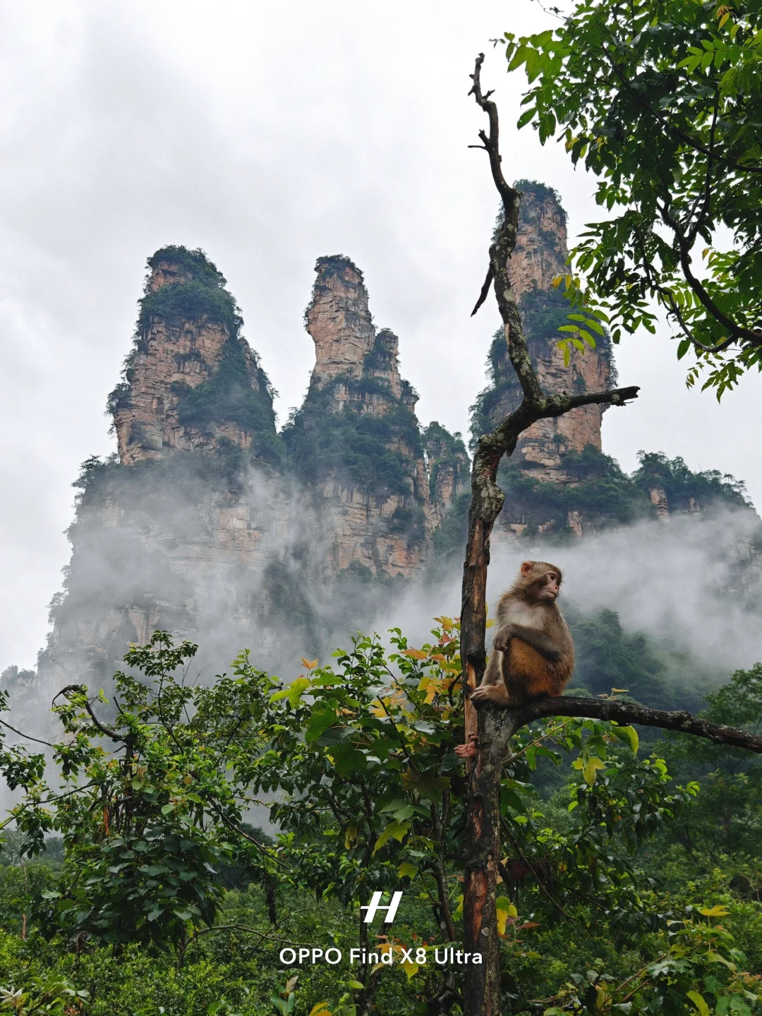 去了张家界，才知道水墨画还是太保守了……