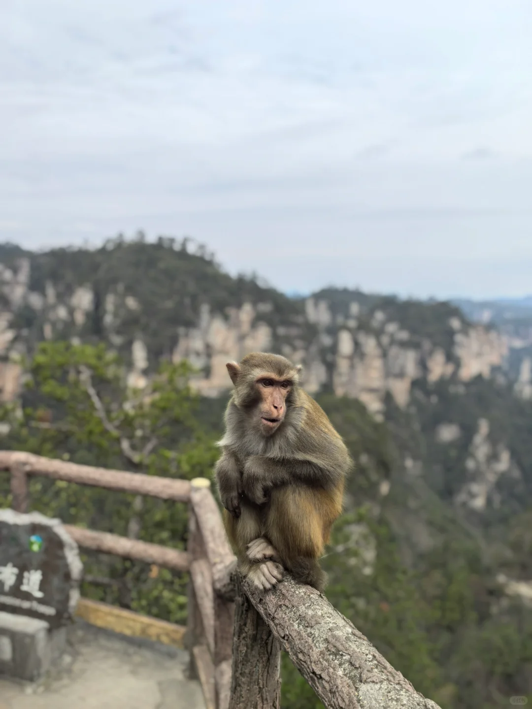 张家界的猴子们实太可爱了
