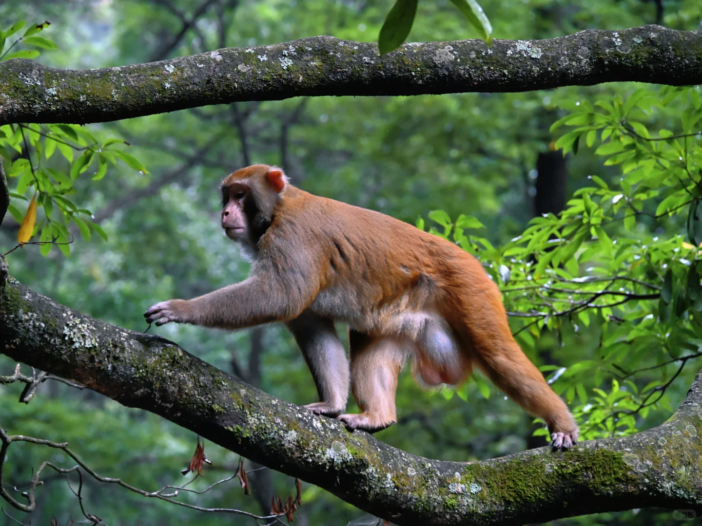 武陵猴趣 | 去张家界做快乐自由的吗喽