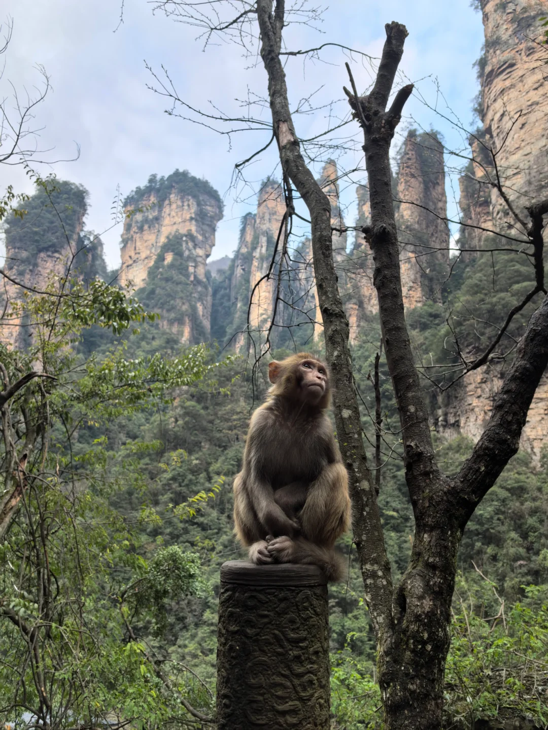 张家界的猴子们实太可爱了