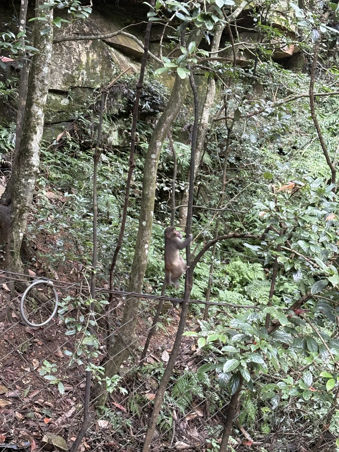 这才是张家界该有的样子