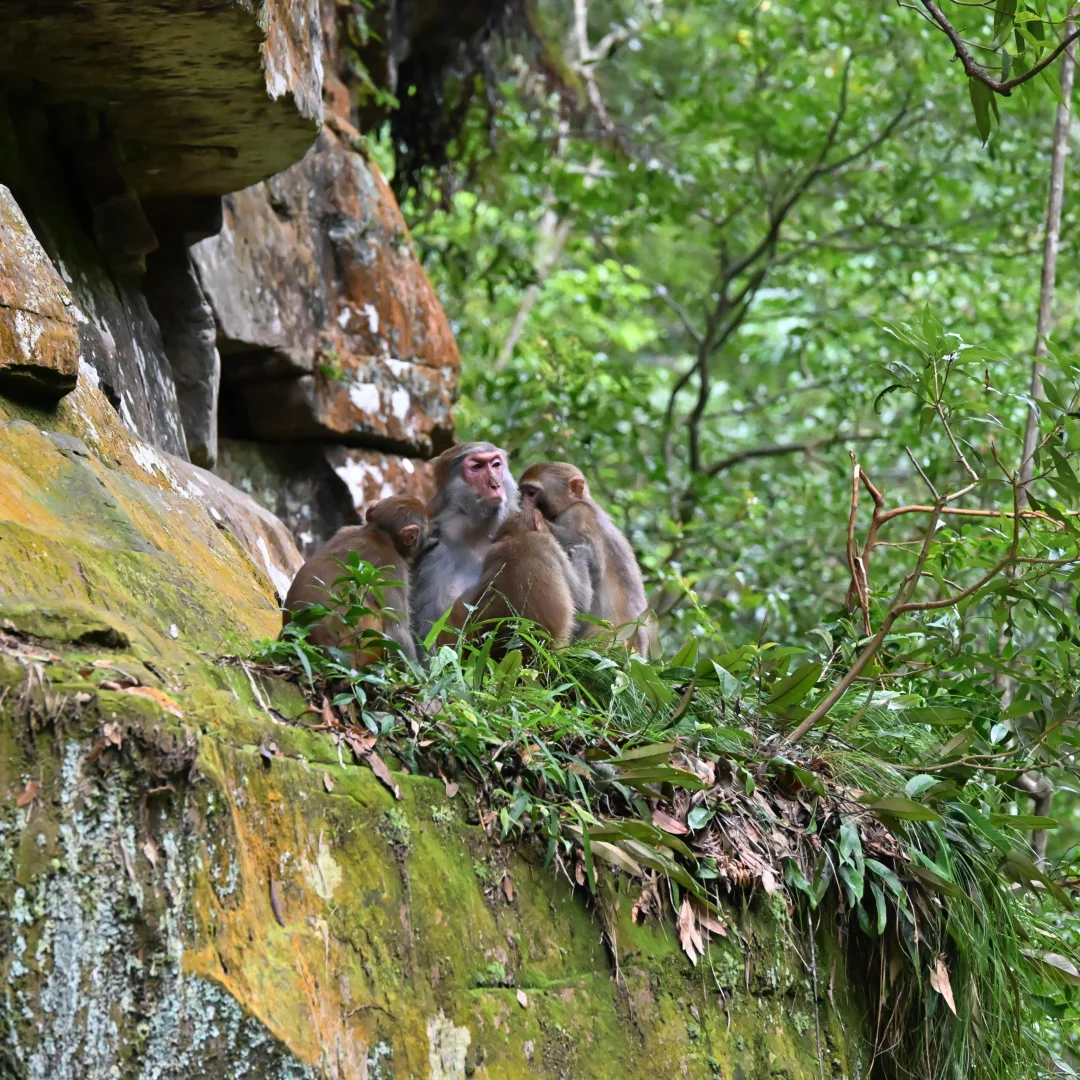 武陵猴趣 | 去张家界做快乐自由的吗喽