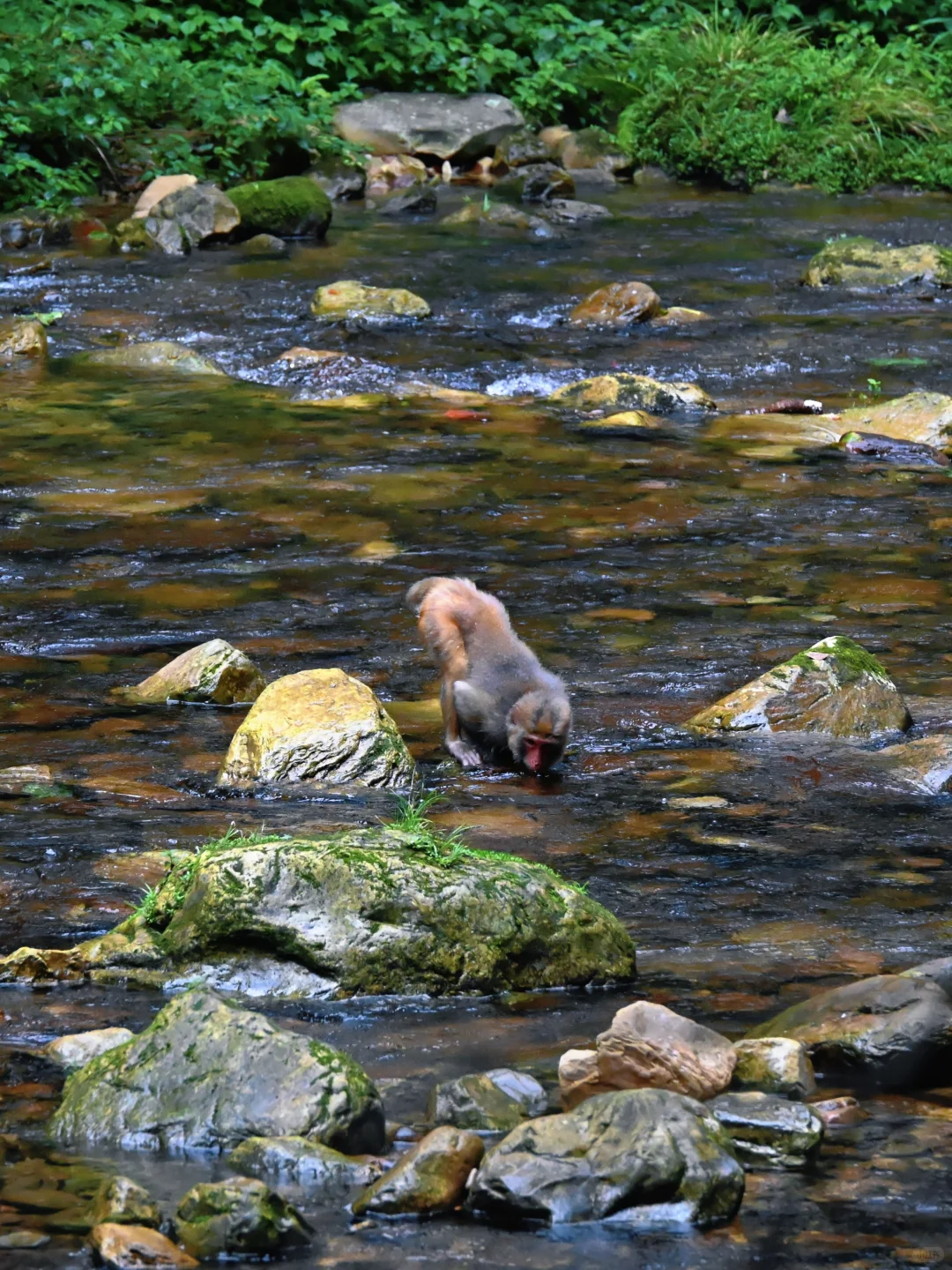 武陵猴趣 | 去张家界做快乐自由的吗喽