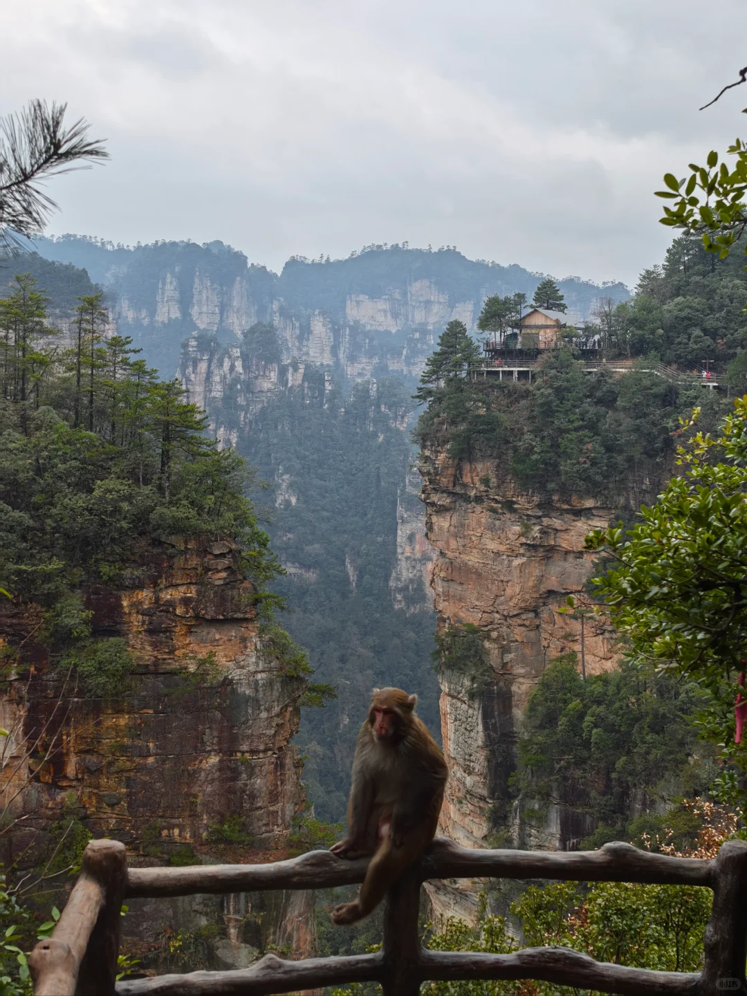 张家界的猴子们实太可爱了
