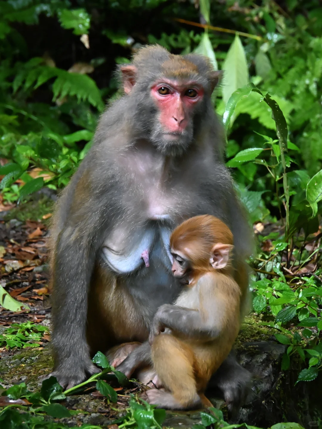武陵猴趣 | 去张家界做快乐自由的吗喽