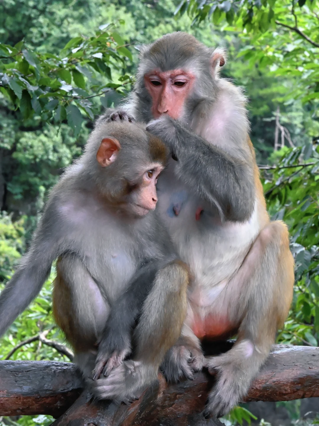 武陵猴趣 | 去张家界做快乐自由的吗喽