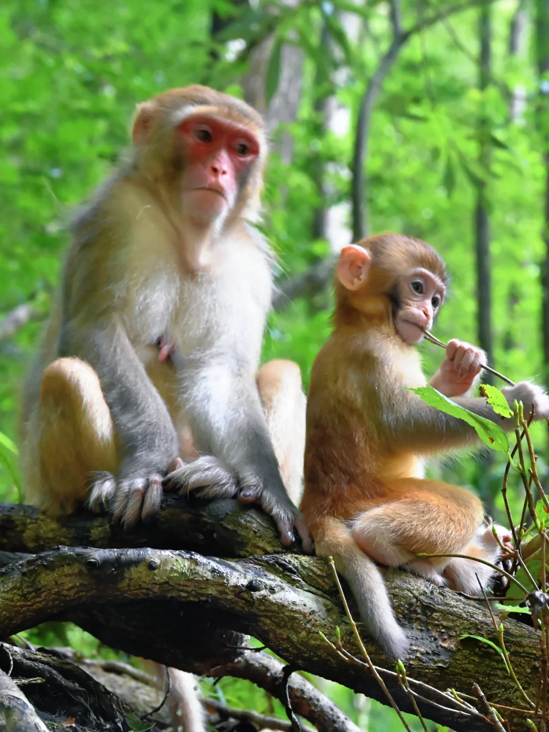 武陵猴趣 | 去张家界做快乐自由的吗喽