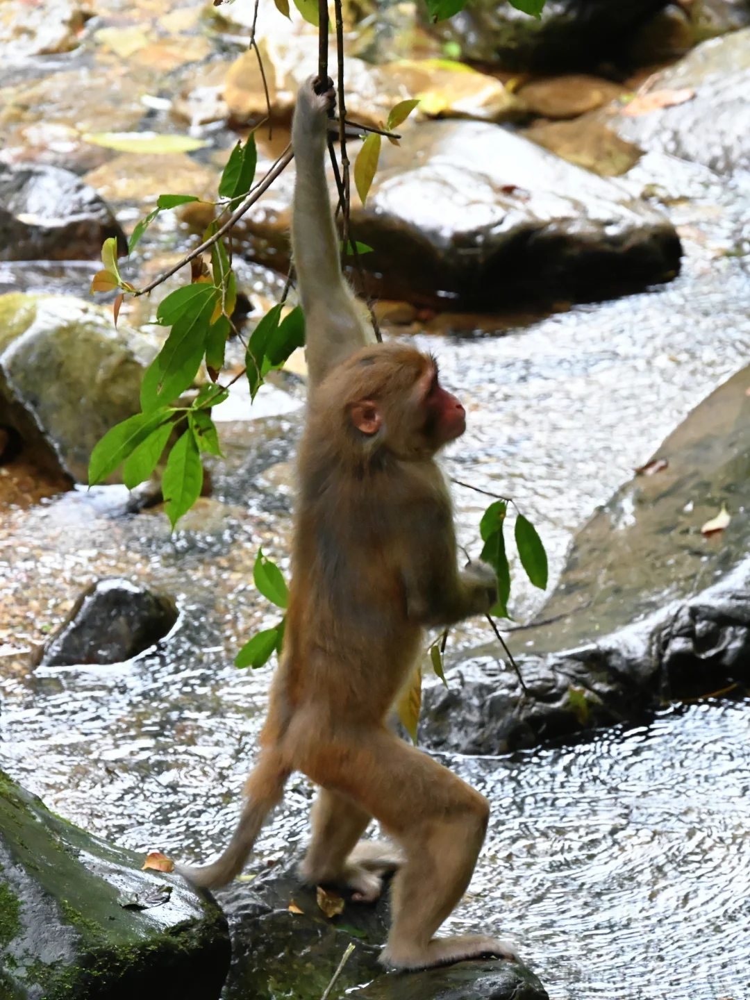 武陵猴趣 | 去张家界做快乐自由的吗喽