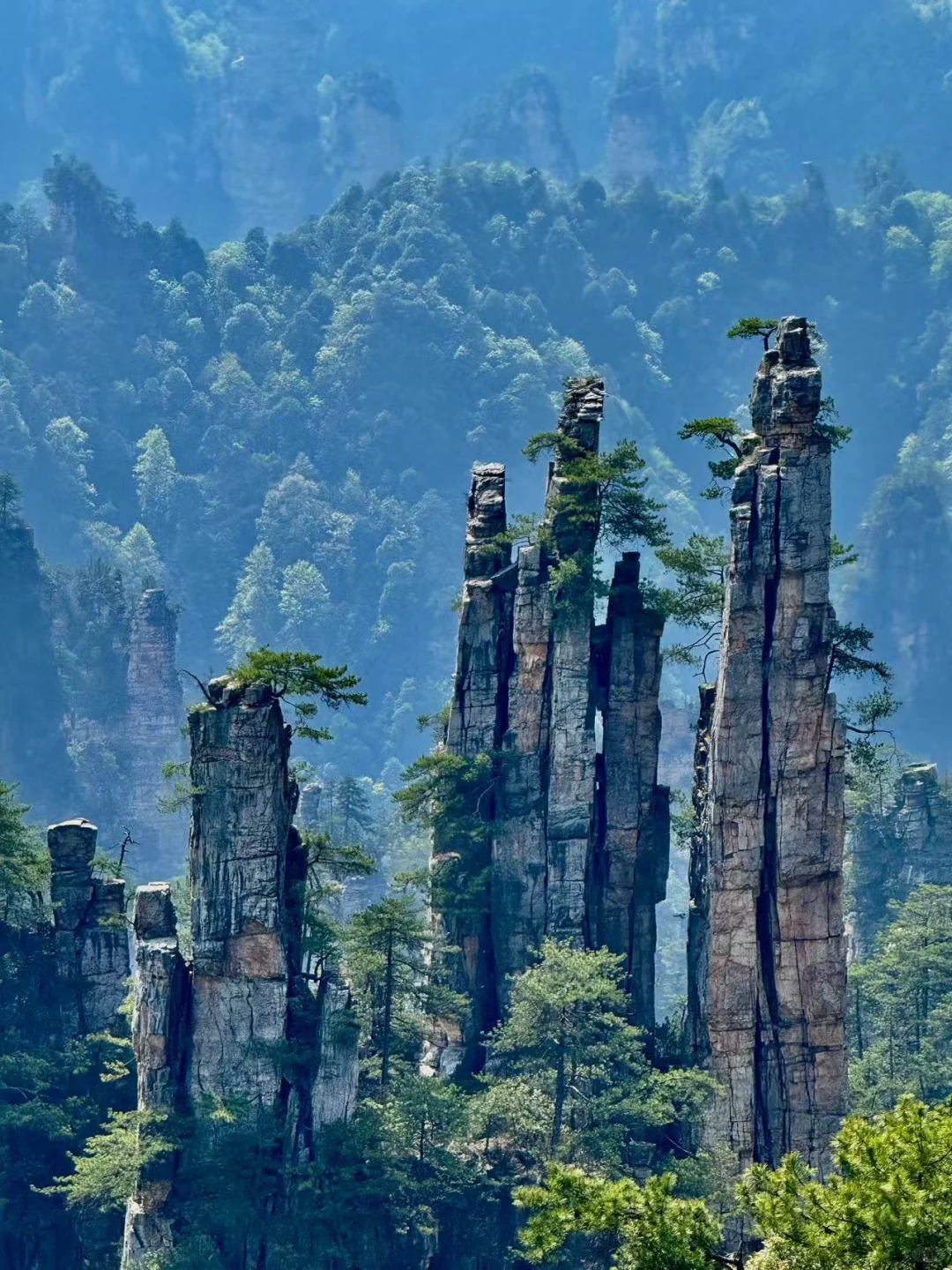 🌿闯入阿凡达星球！打卡张家界国家森林公园✨