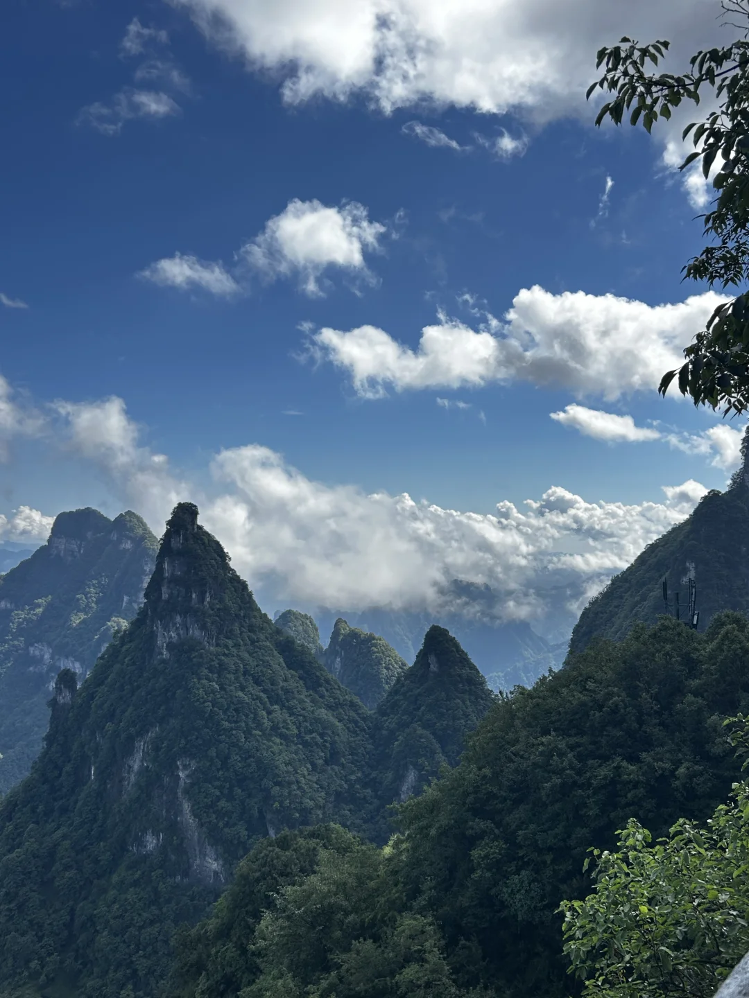 重生之我在张家界当野人