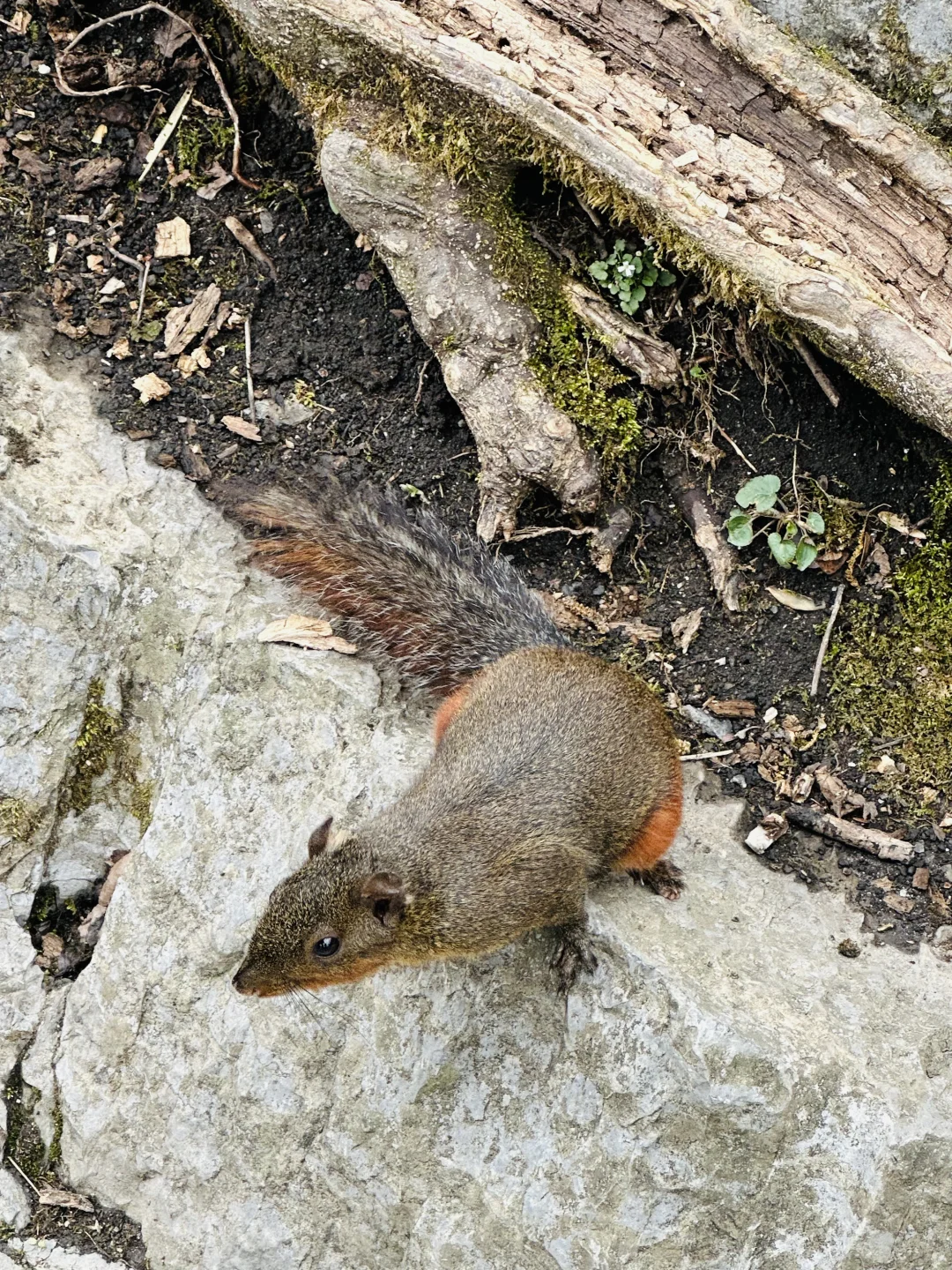 📍Zhang Jia Jie 张家界