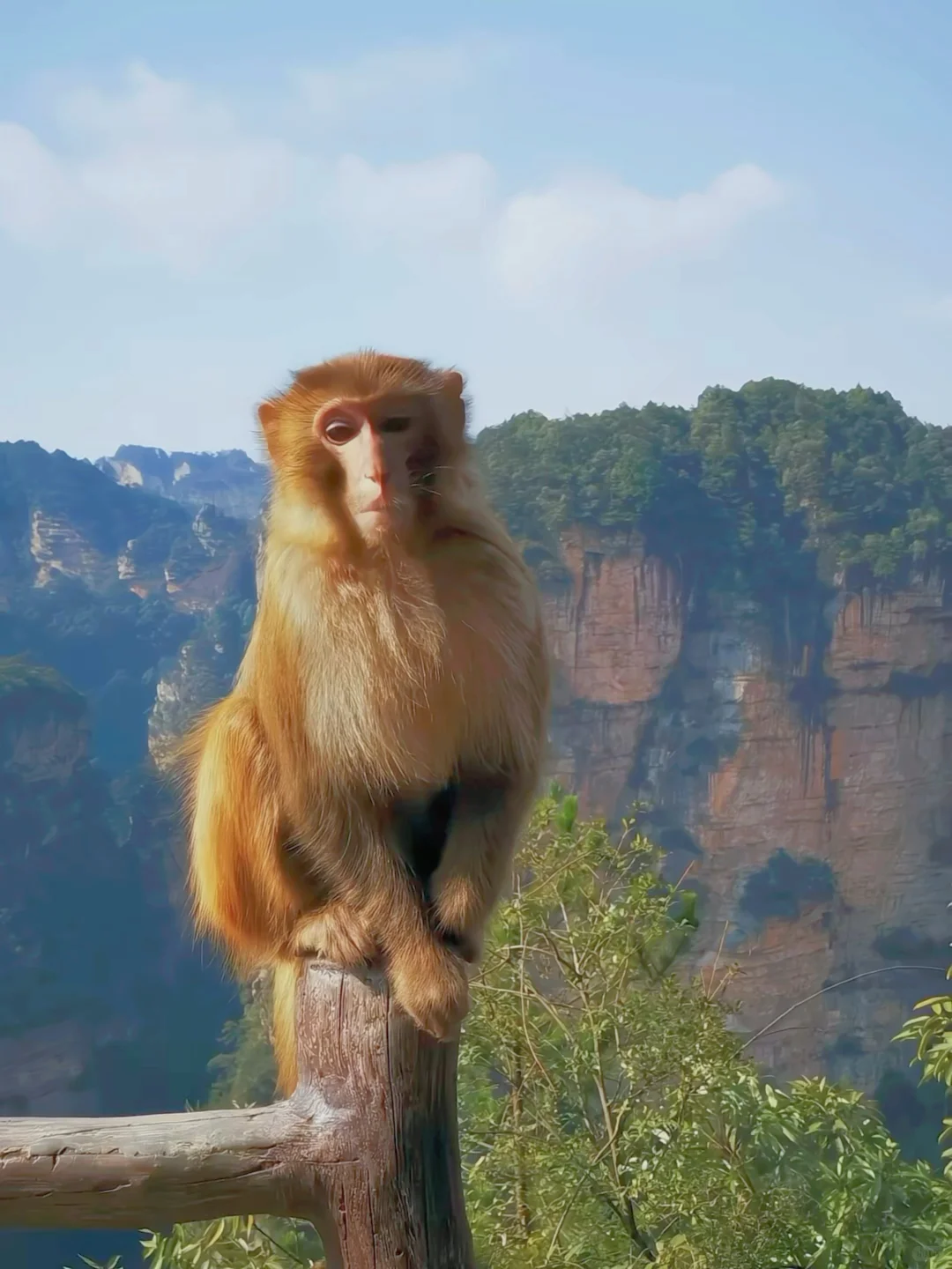 张家界刚回，能劝一个是一个❗坚决不删❗😂