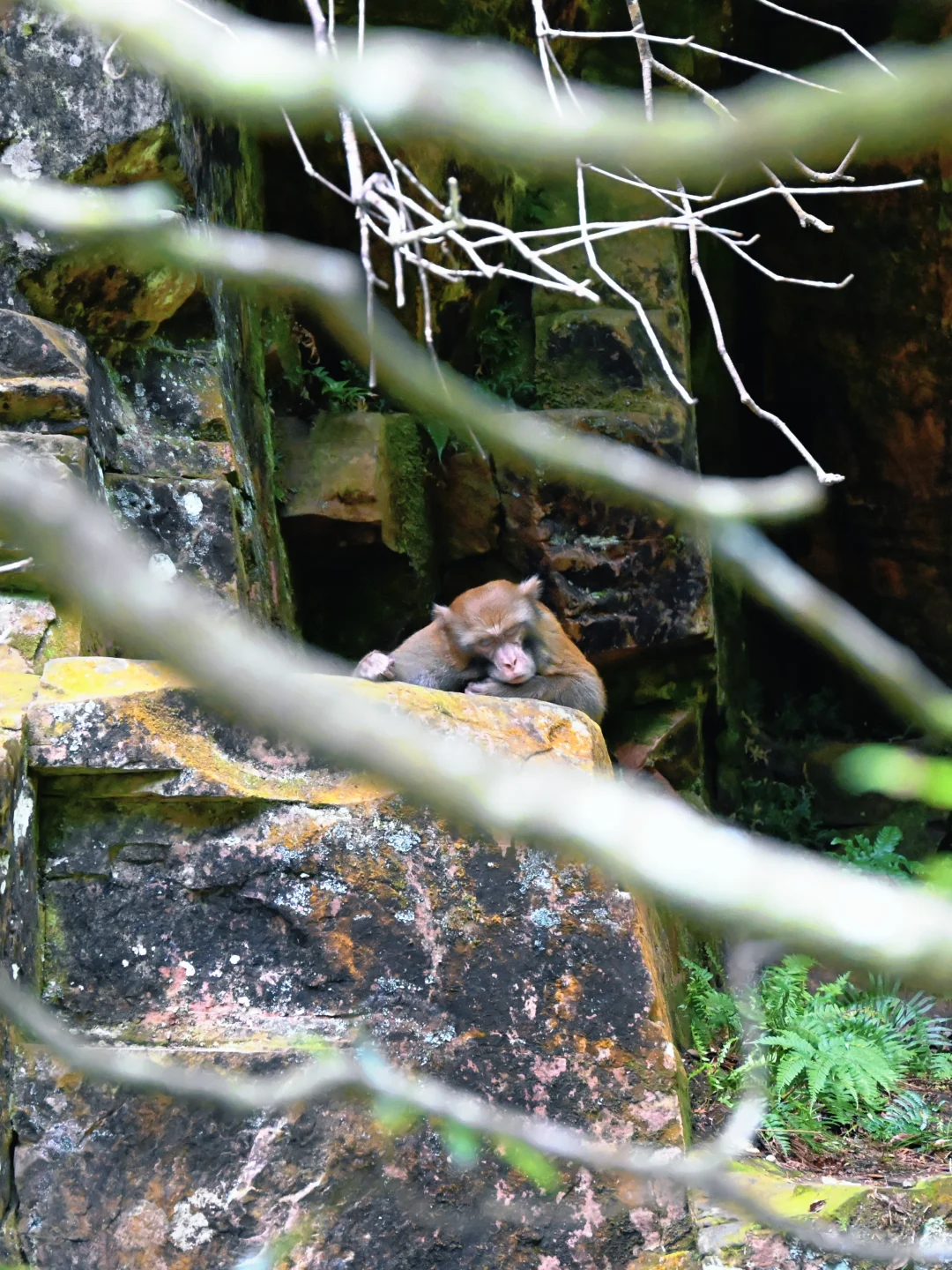 武陵猴趣 | 去张家界做快乐自由的吗喽