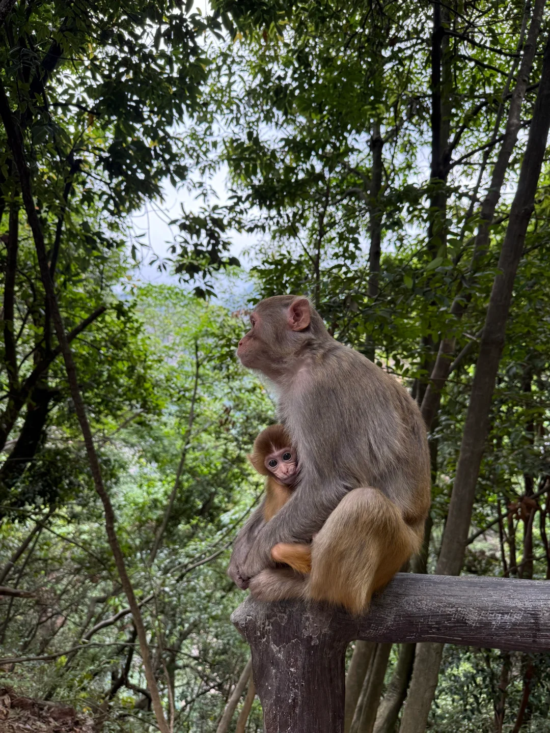 中国张家界国家森林公园～