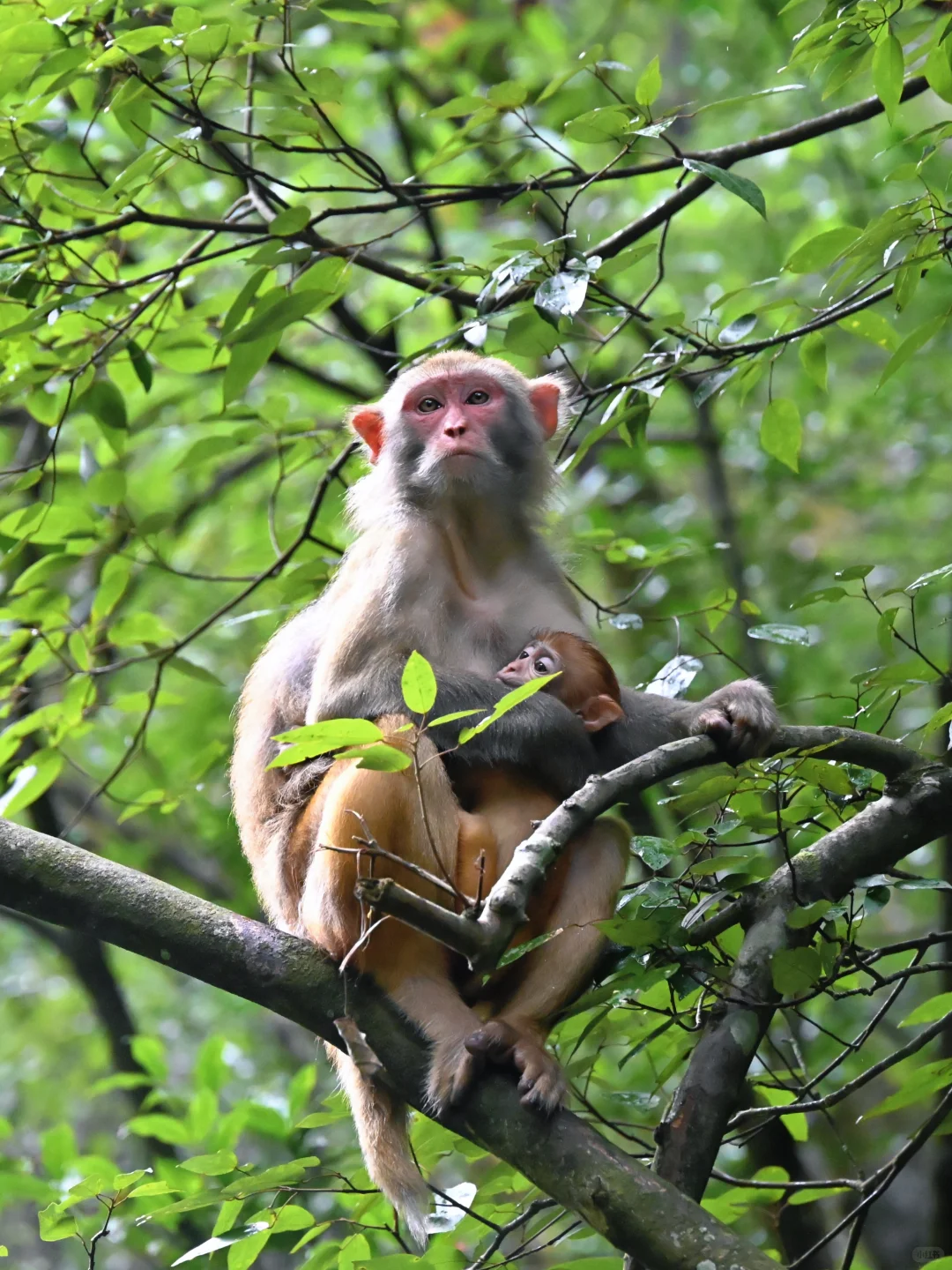 武陵猴趣 | 去张家界做快乐自由的吗喽