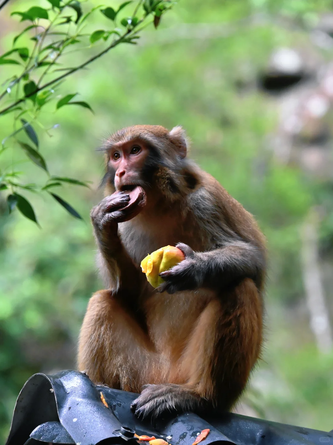 武陵猴趣 | 去张家界做快乐自由的吗喽