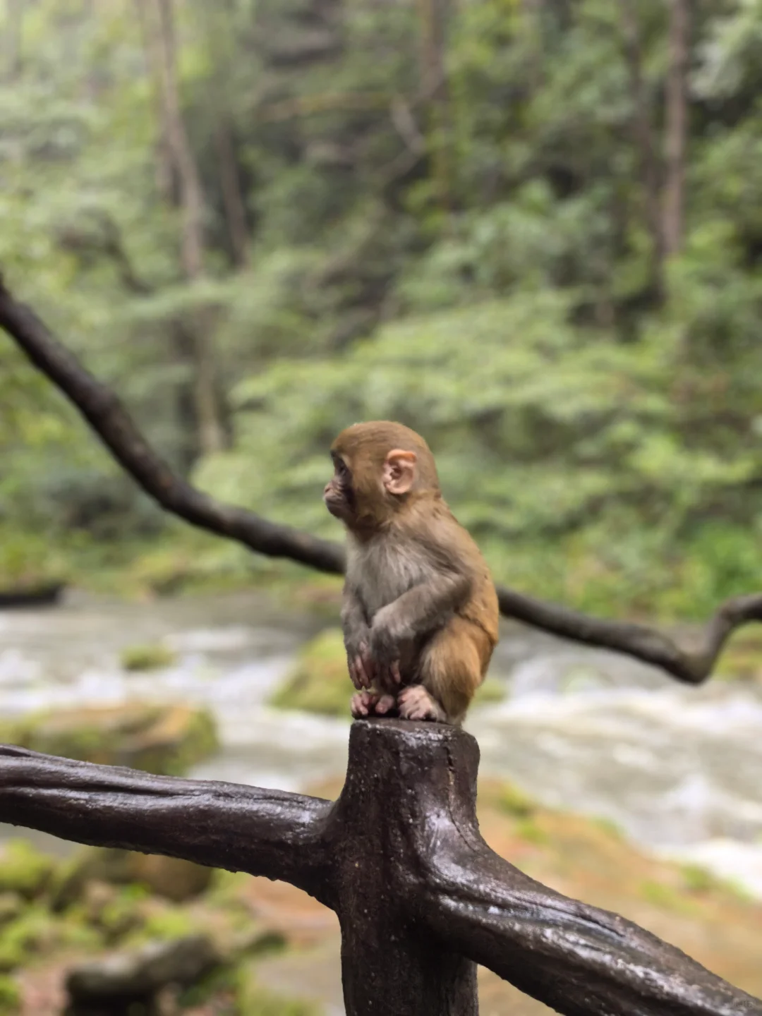 张家界的猴子们实太可爱了