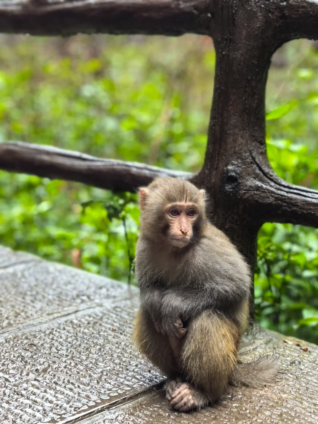 张家界的猴子们实太可爱了