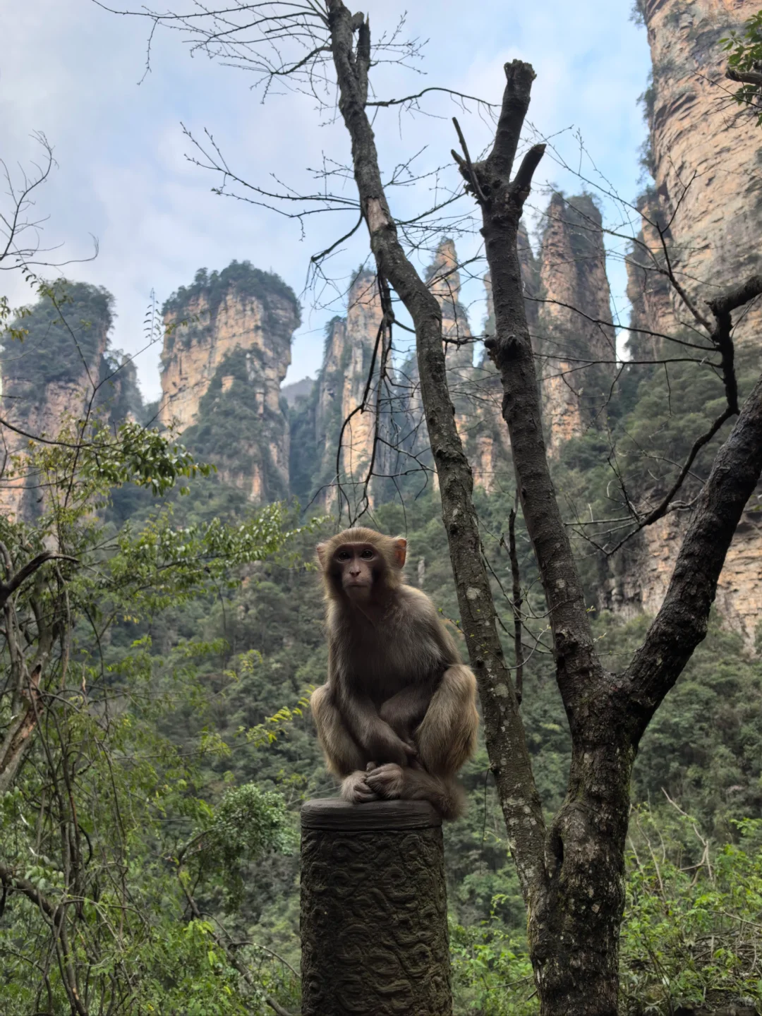 张家界的猴子们实太可爱了