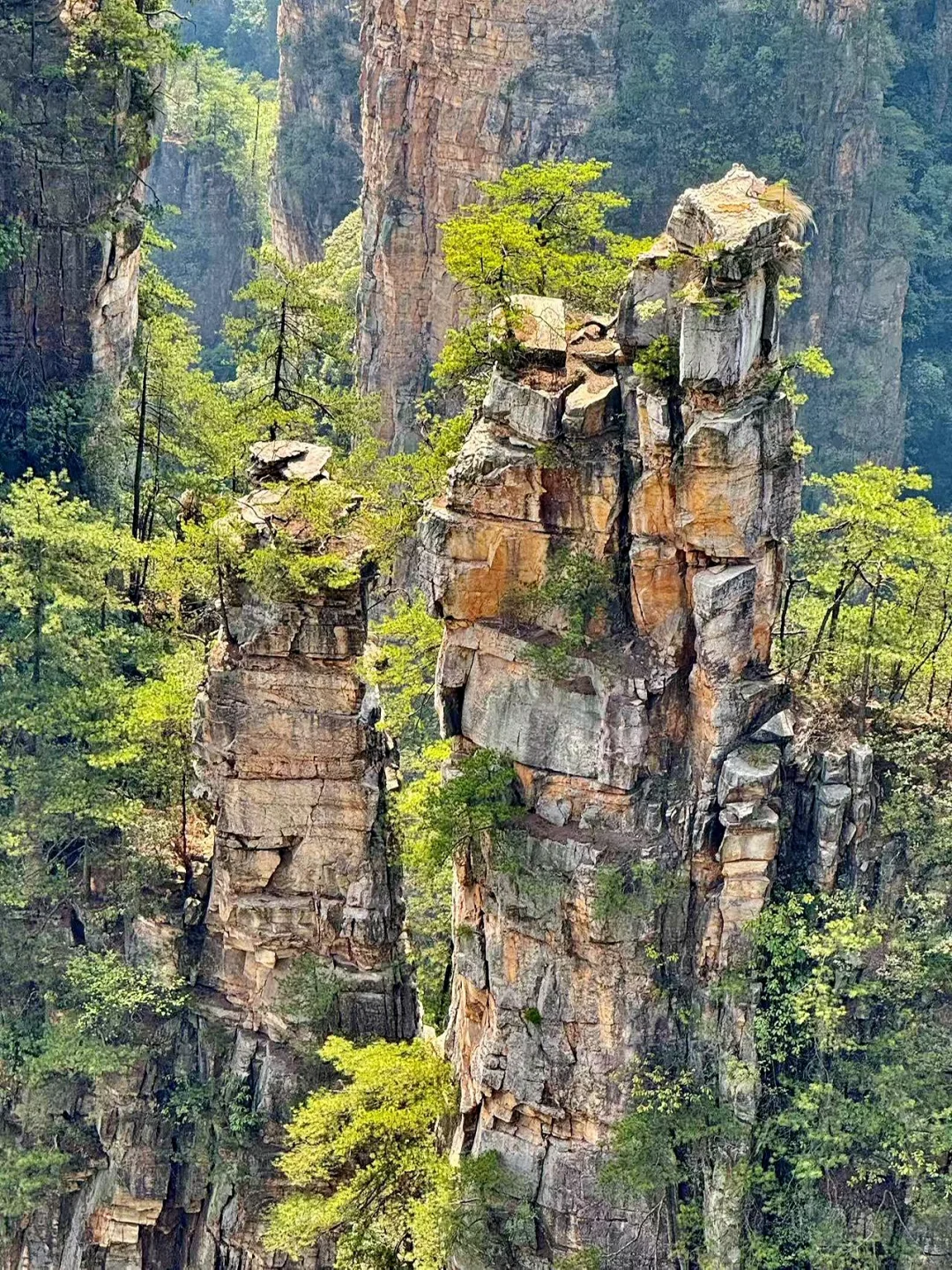 🌿闯入阿凡达星球！打卡张家界国家森林公园✨