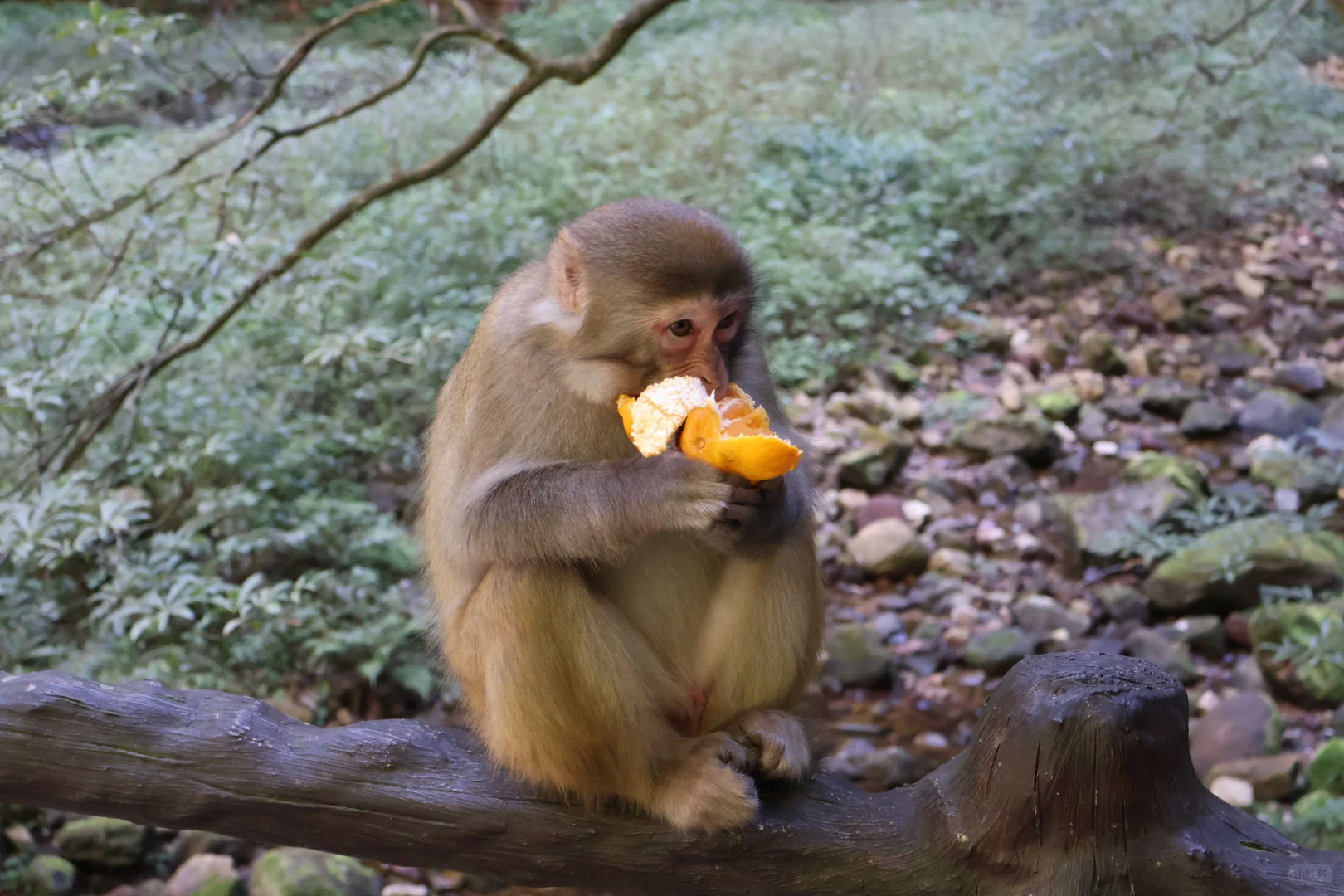 张家界国家森林公园游玩攻略