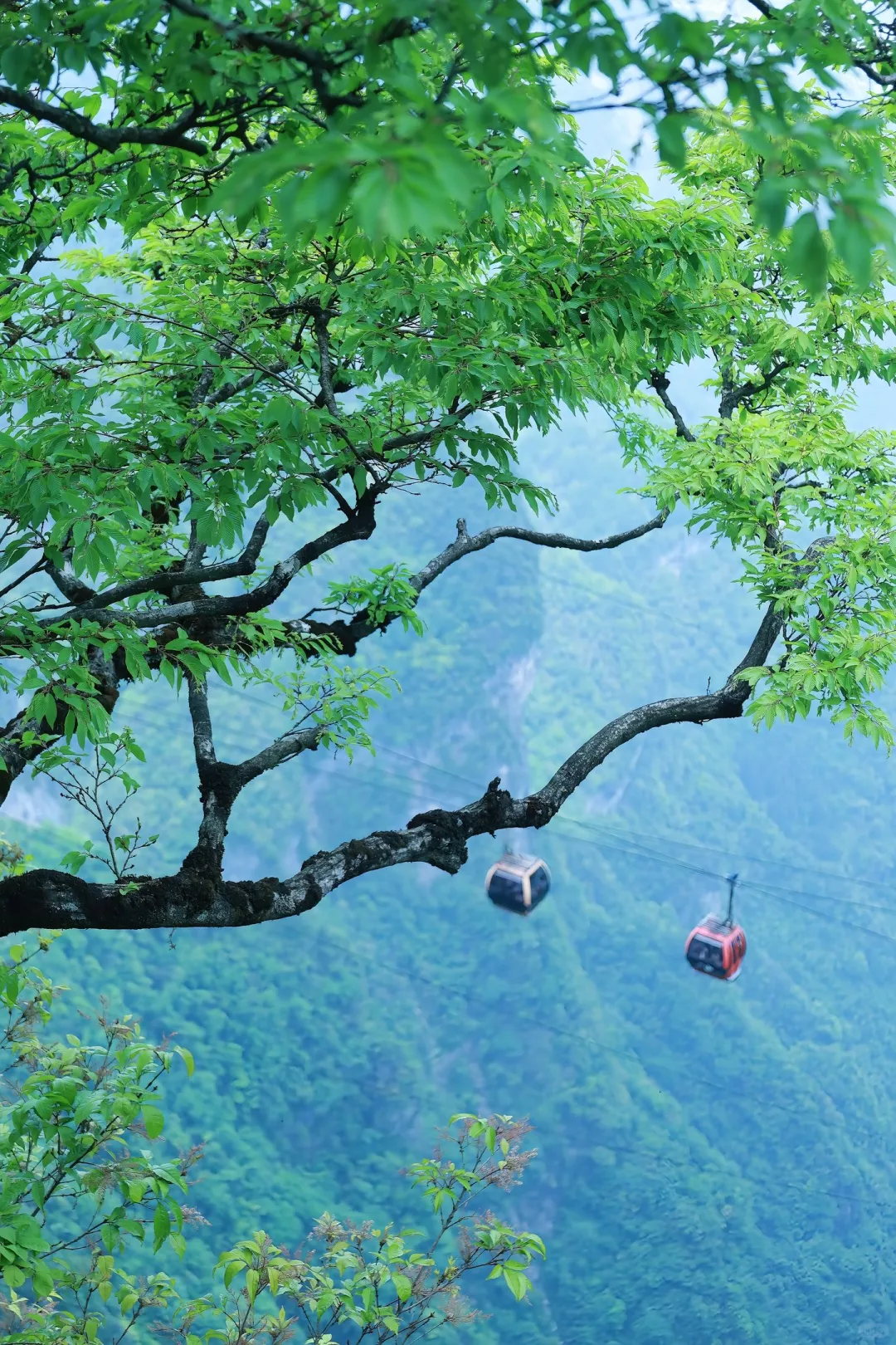 张家界已回（已被宰）内容很脏，但很真实！