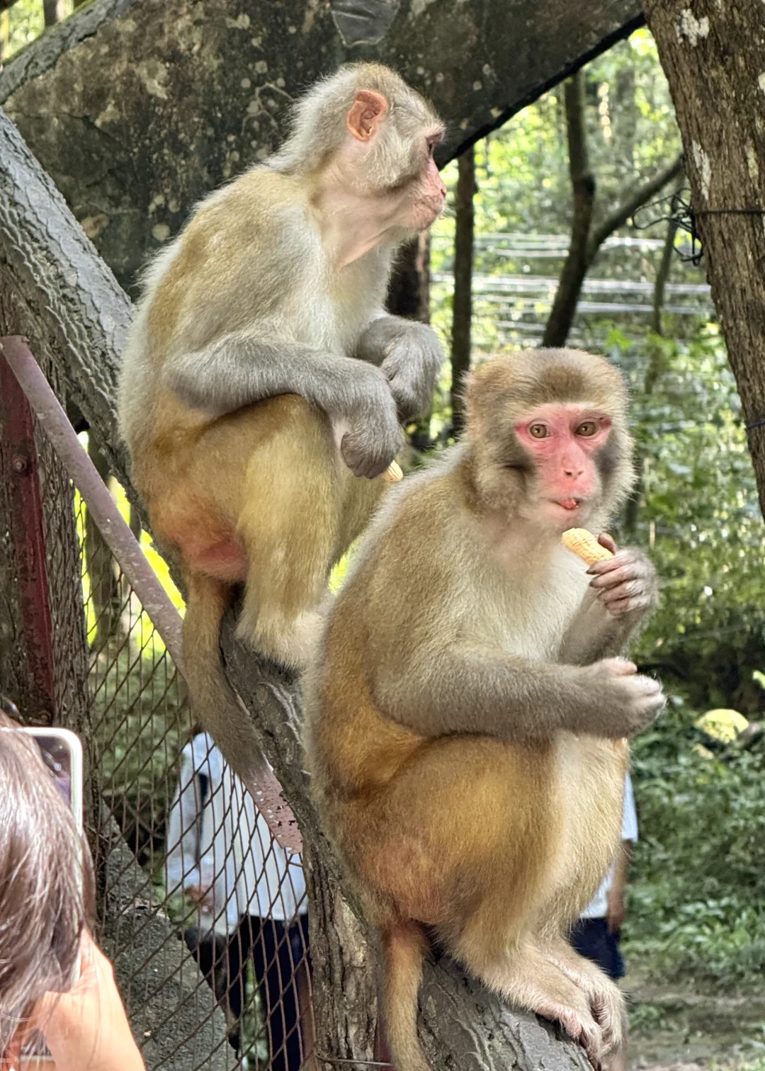 张家界森林公园一日路线（A线）