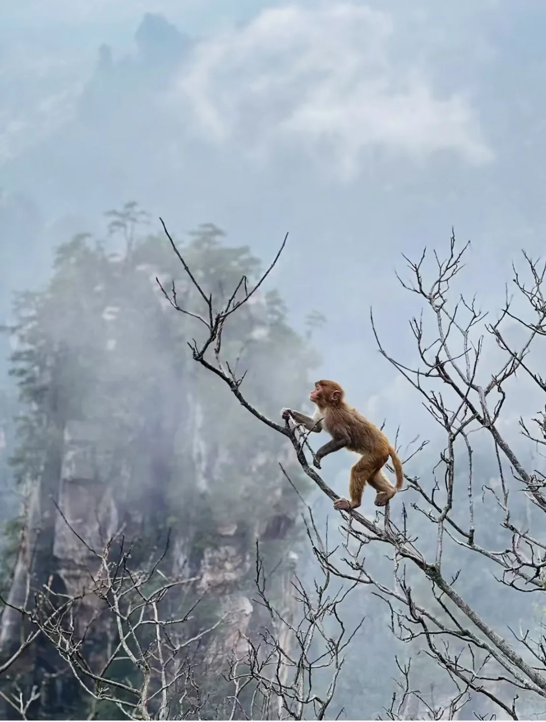 张家界的猴子们实太可爱了