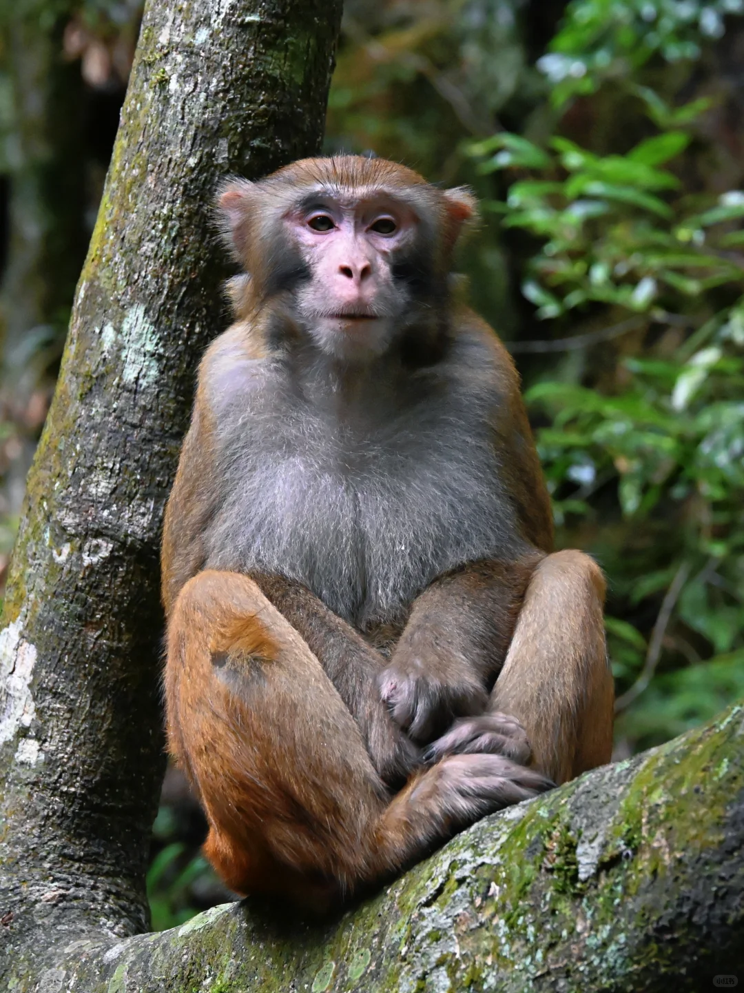 武陵猴趣 | 去张家界做快乐自由的吗喽