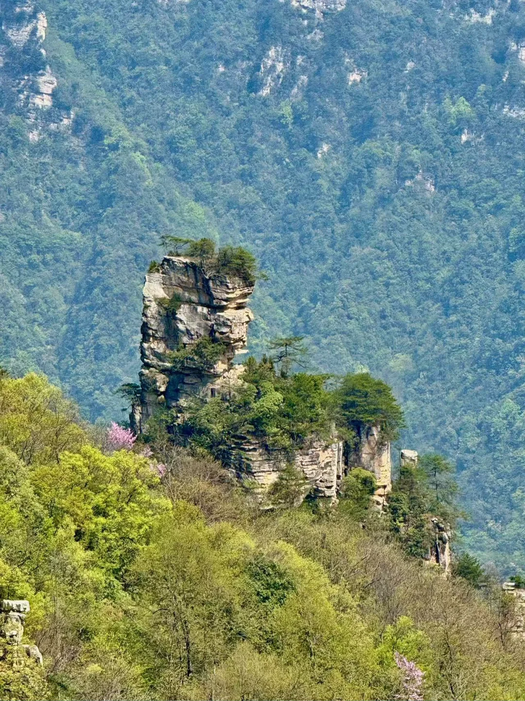 🌿闯入阿凡达星球！打卡张家界国家森林公园✨