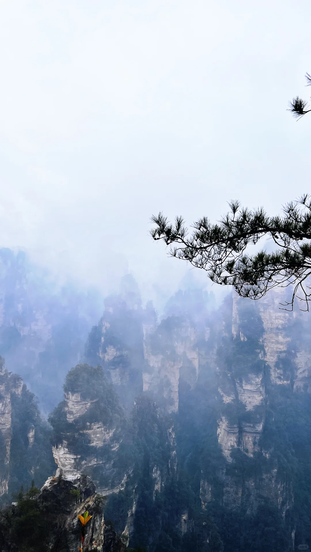 12月份的张家界国家森林公园