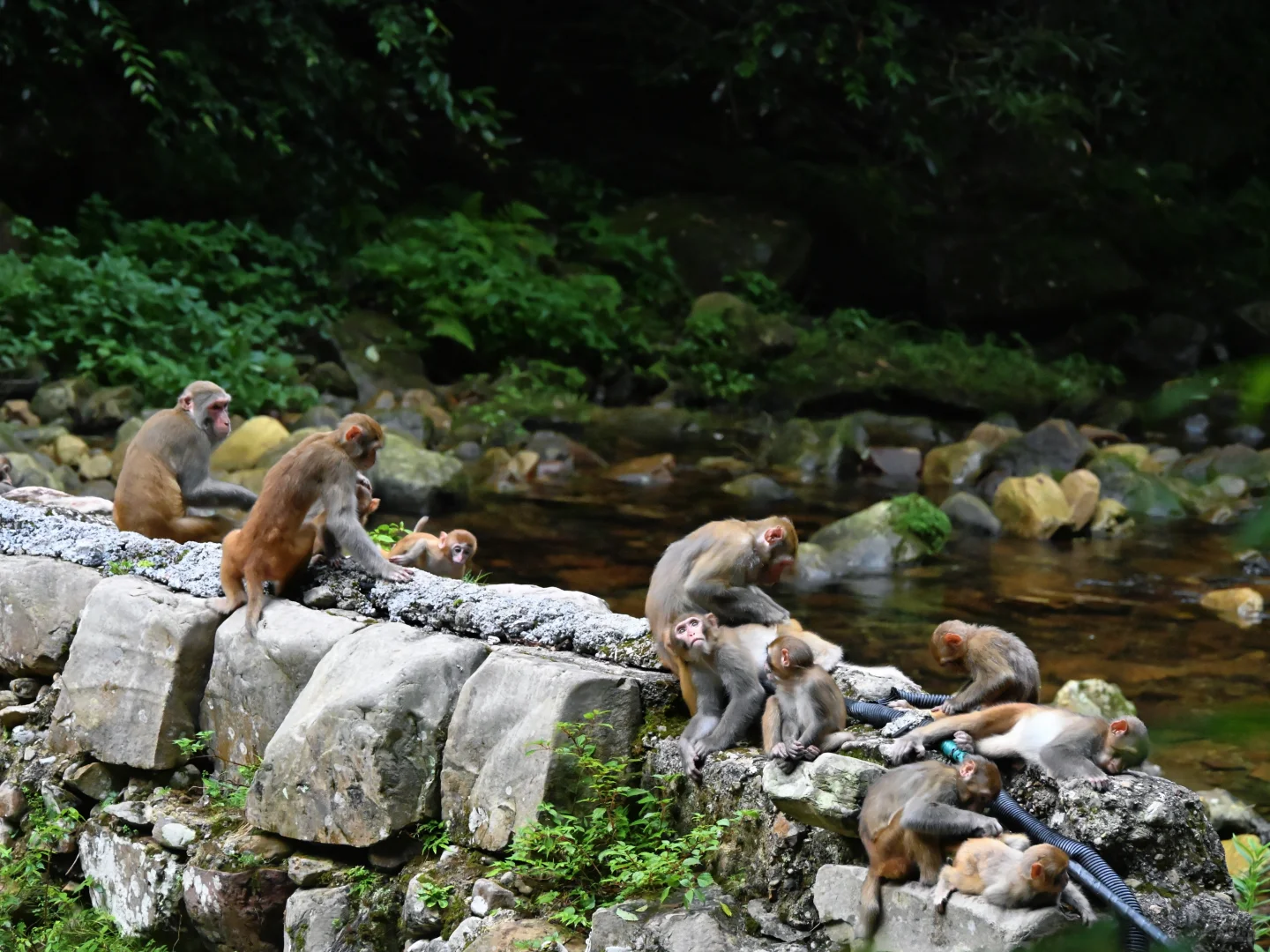 武陵猴趣 | 去张家界做快乐自由的吗喽
