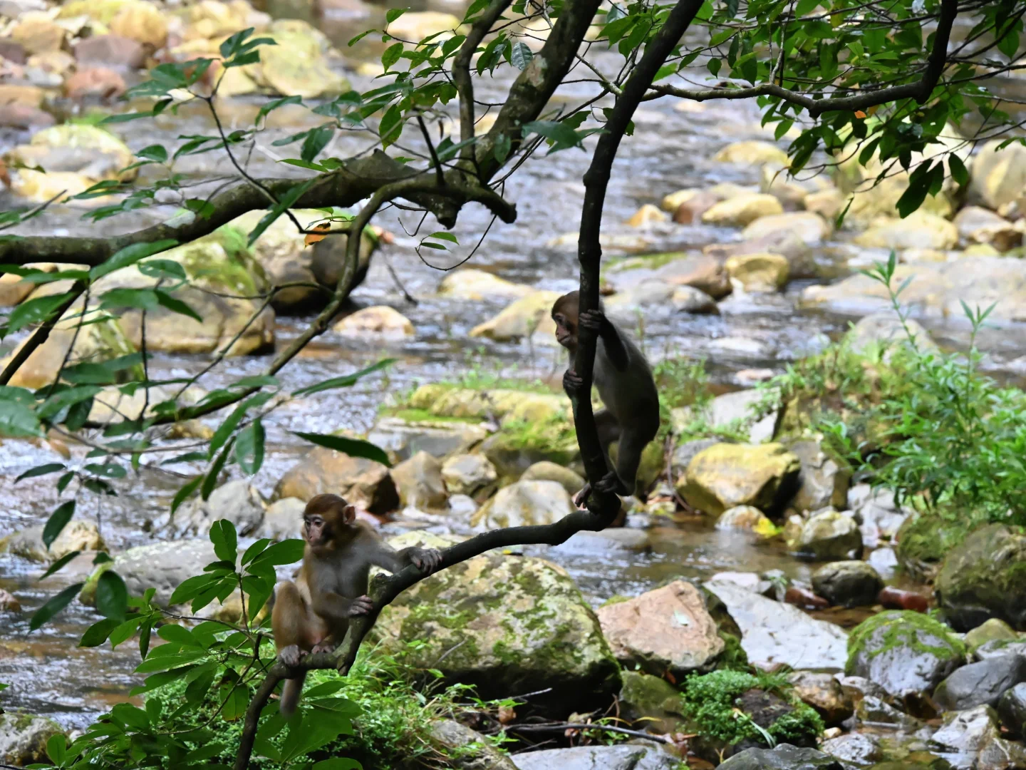 武陵猴趣 | 去张家界做快乐自由的吗喽