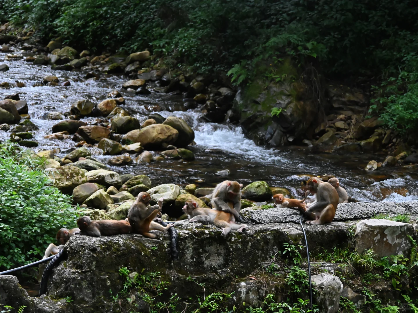 武陵猴趣 | 去张家界做快乐自由的吗喽