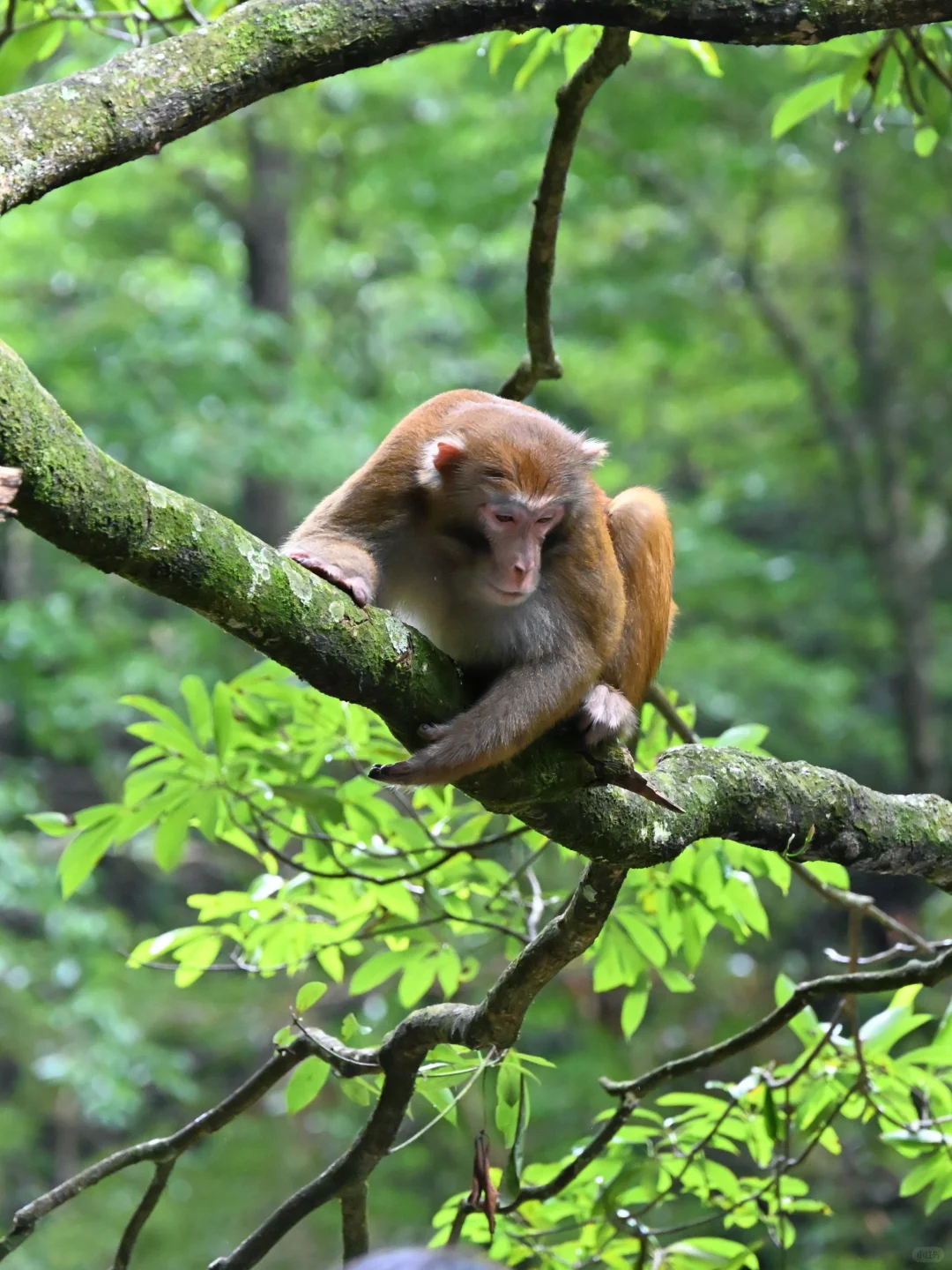 武陵猴趣 | 去张家界做快乐自由的吗喽