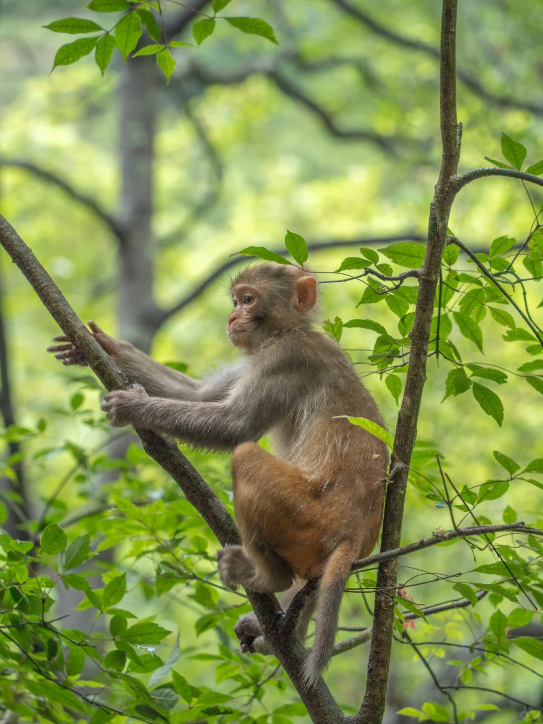 张家界‼️这么美你不宣传❓你糊涂啊😭