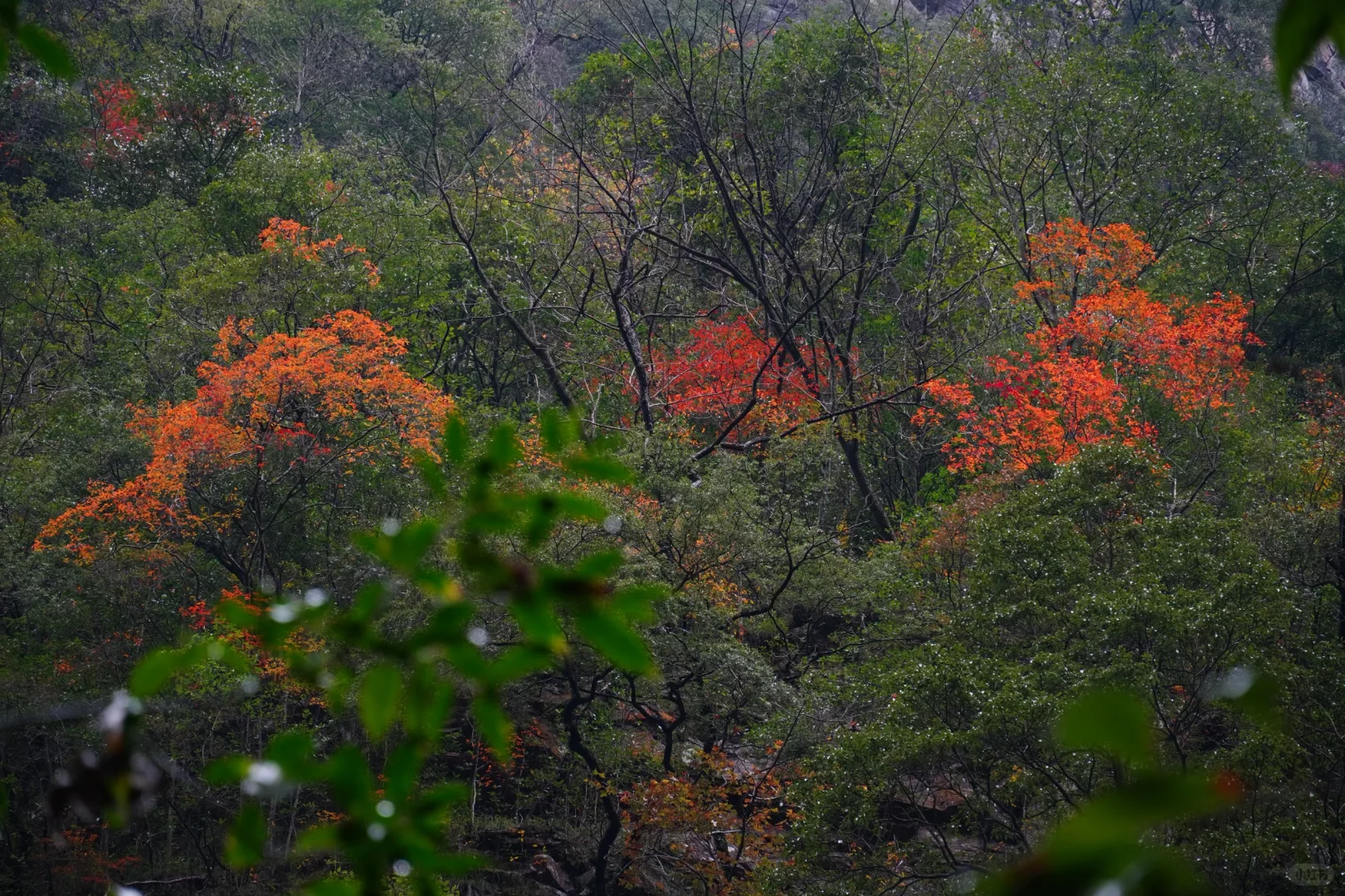 强推淡季的张家界‼️附攻略地图