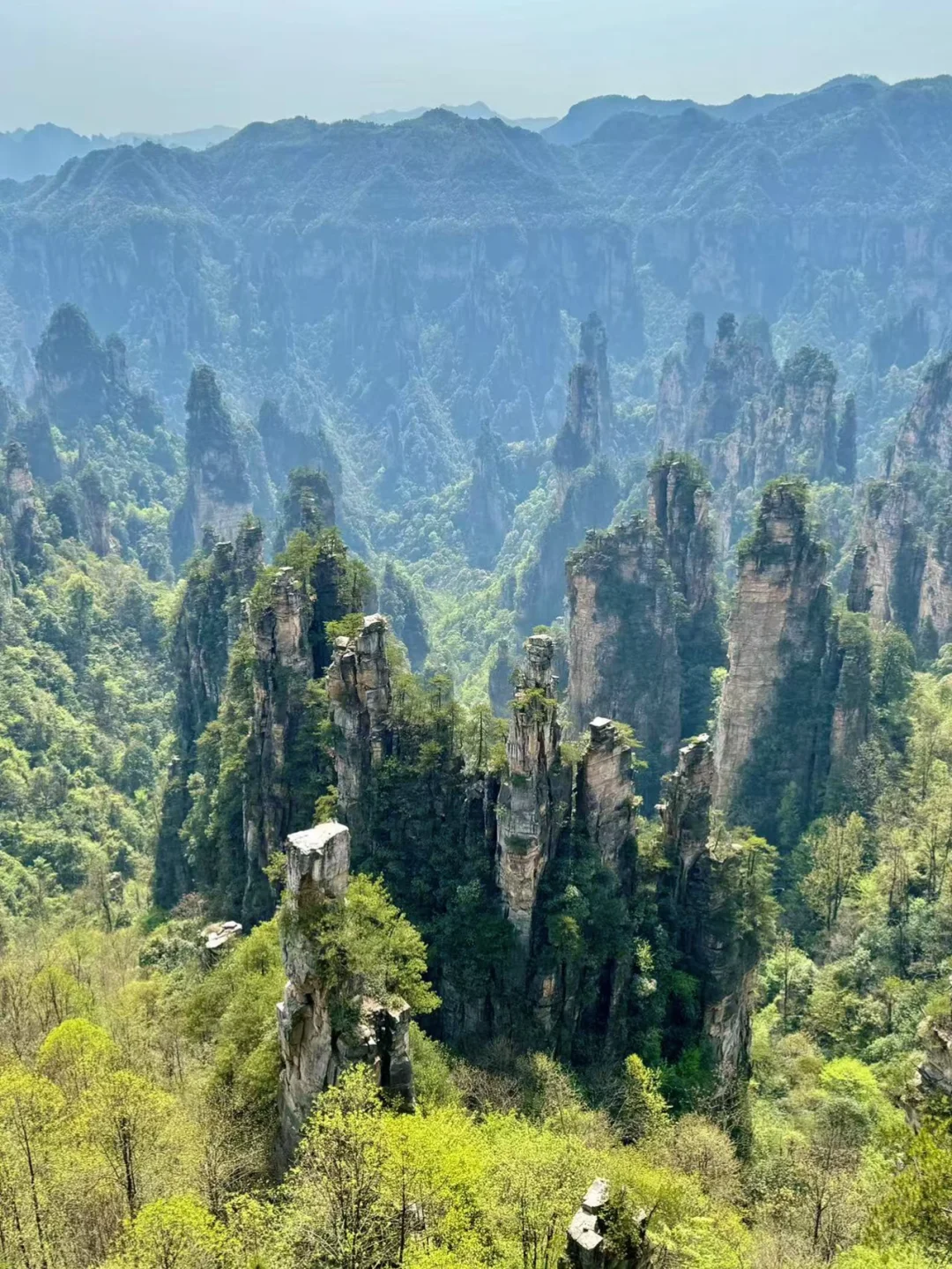 🌿闯入阿凡达星球！打卡张家界国家森林公园✨