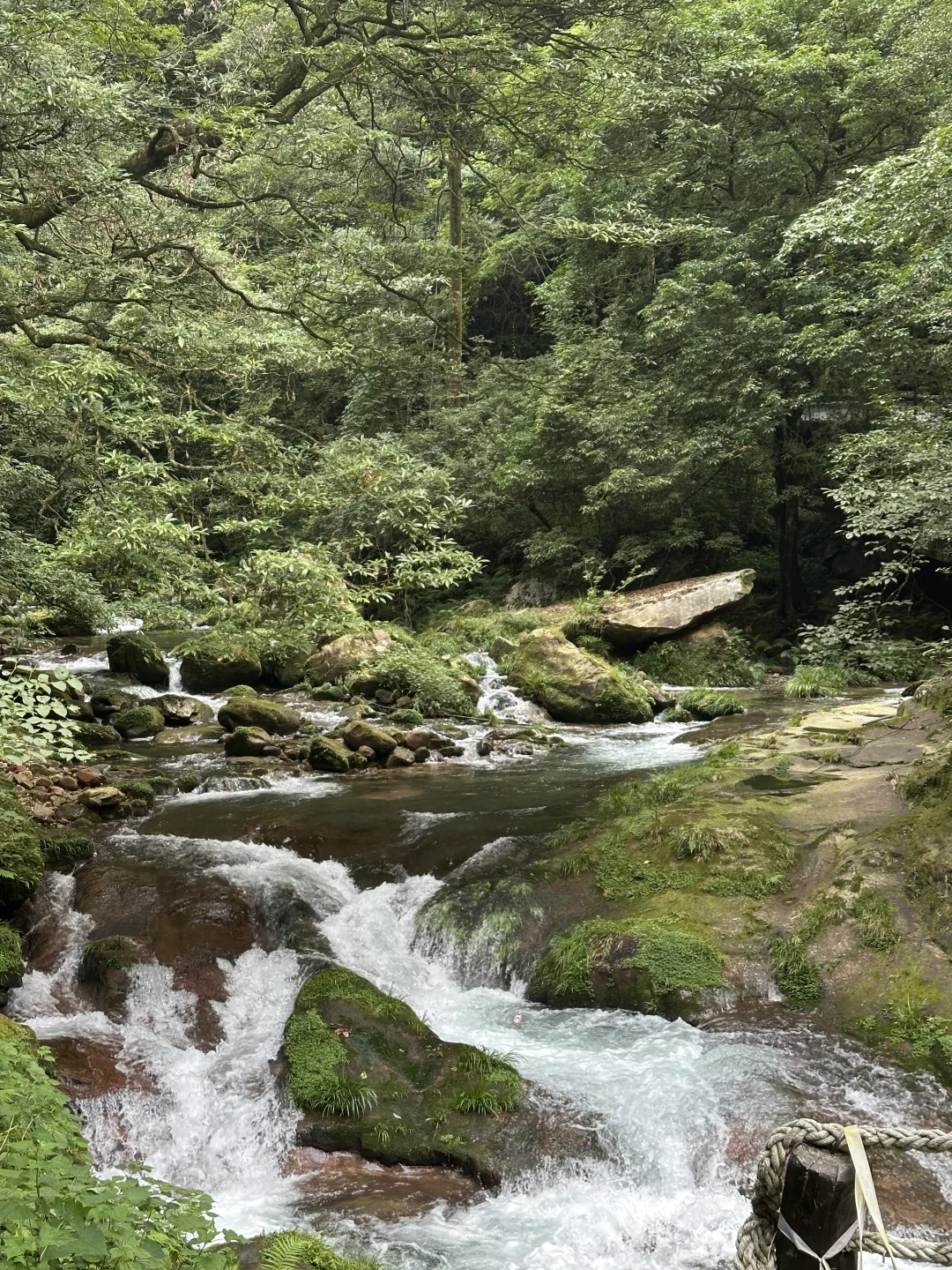 重生之我在张家界当野人