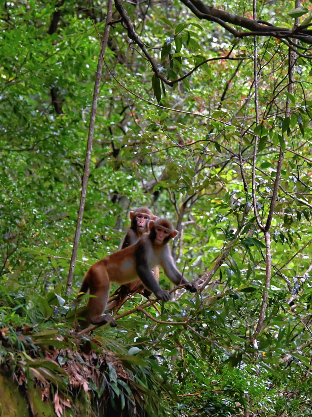 武陵猴趣 | 去张家界做快乐自由的吗喽