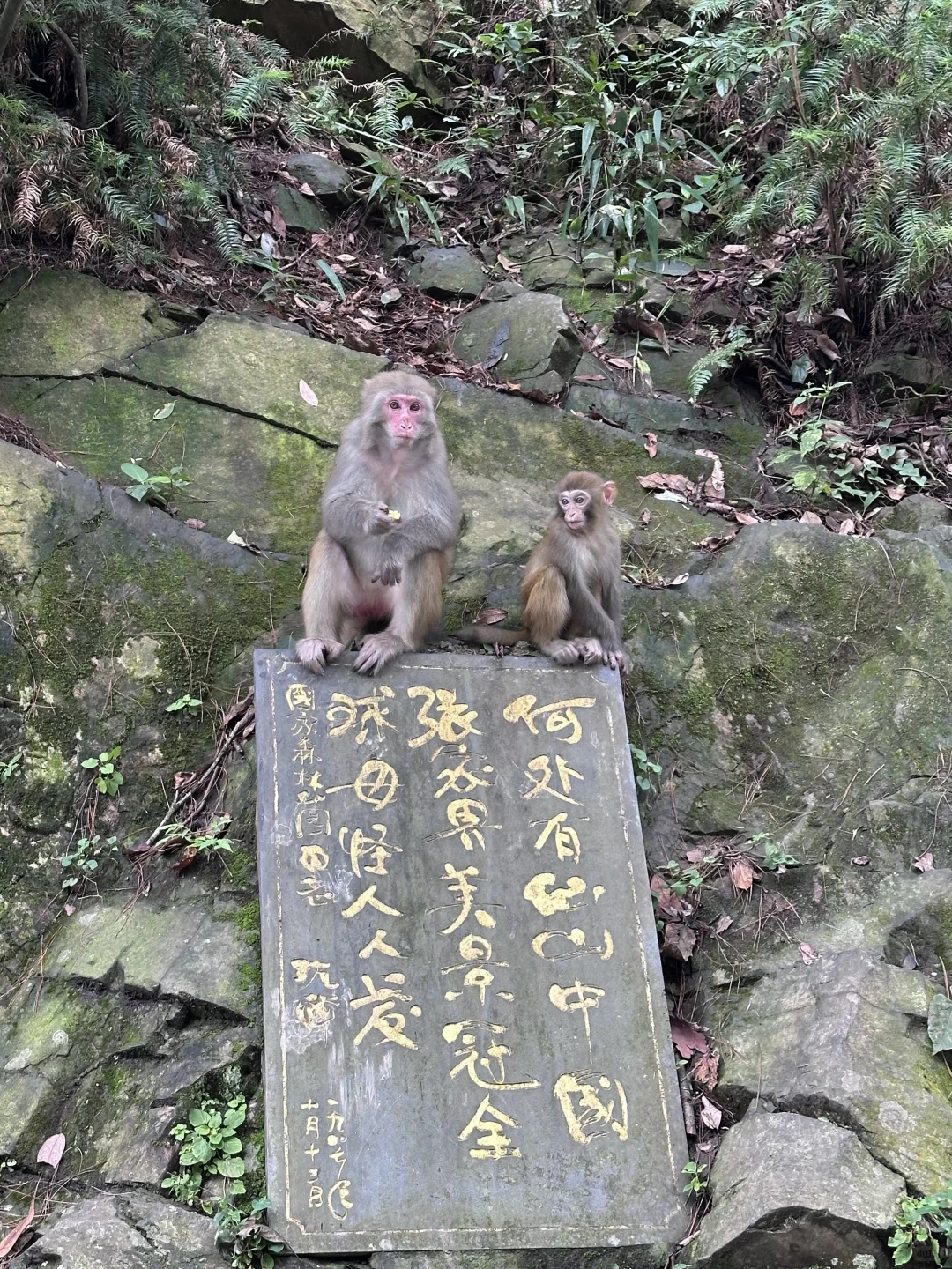 重生之我在张家界当野人