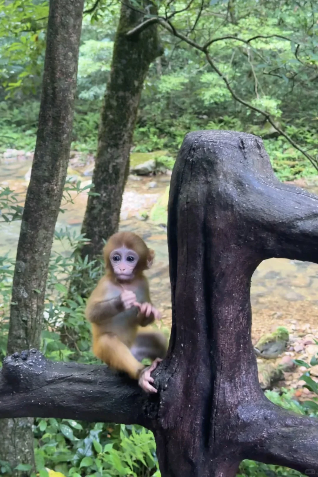 张家界刚回，再也不听小红书乱说了😭