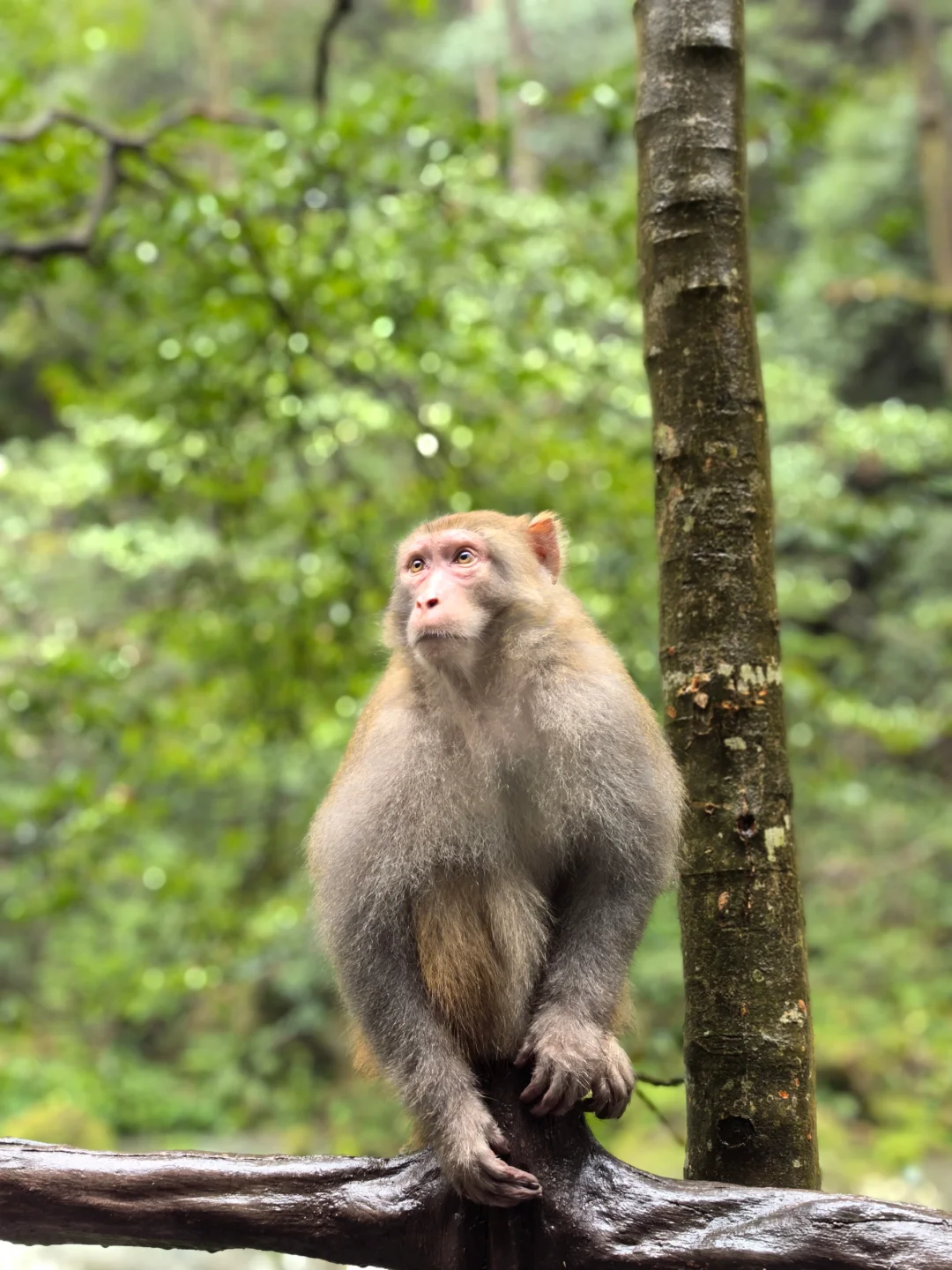 张家界的猴子们实太可爱了