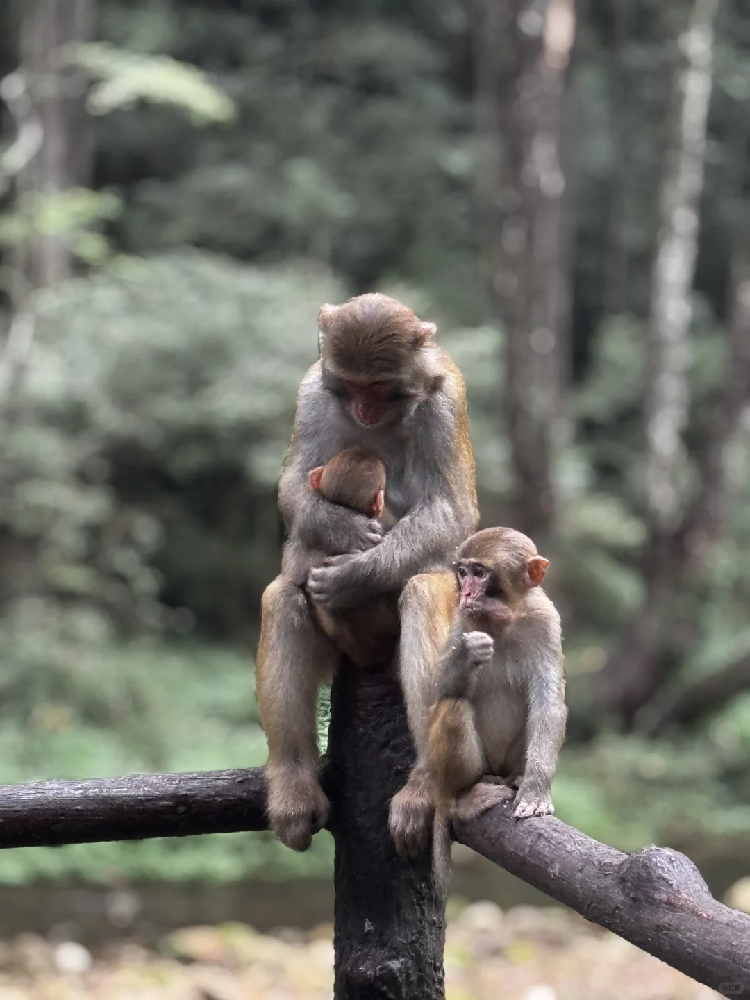 仙境之阿凡达故里